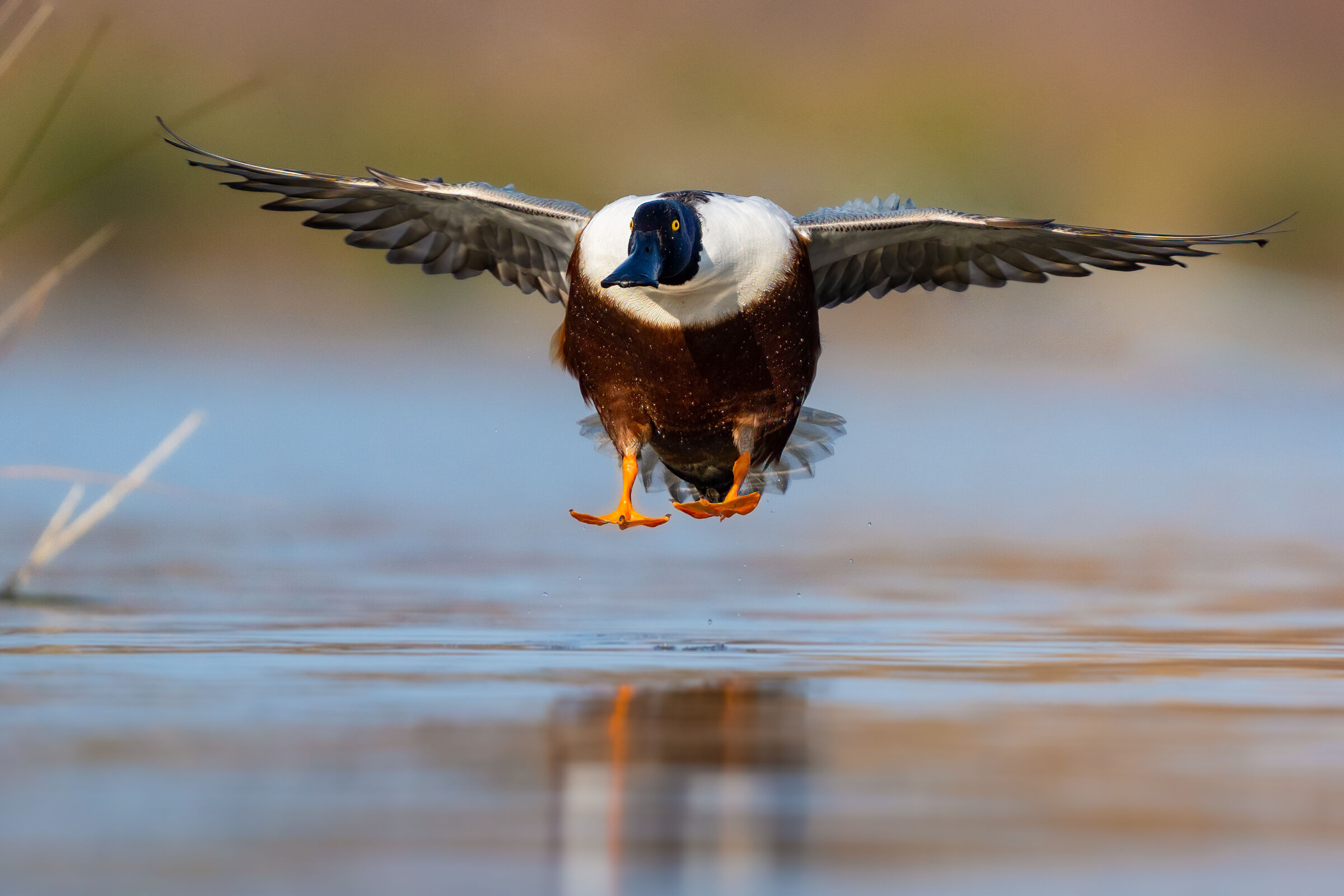 Mestolone (Anas clypeata)