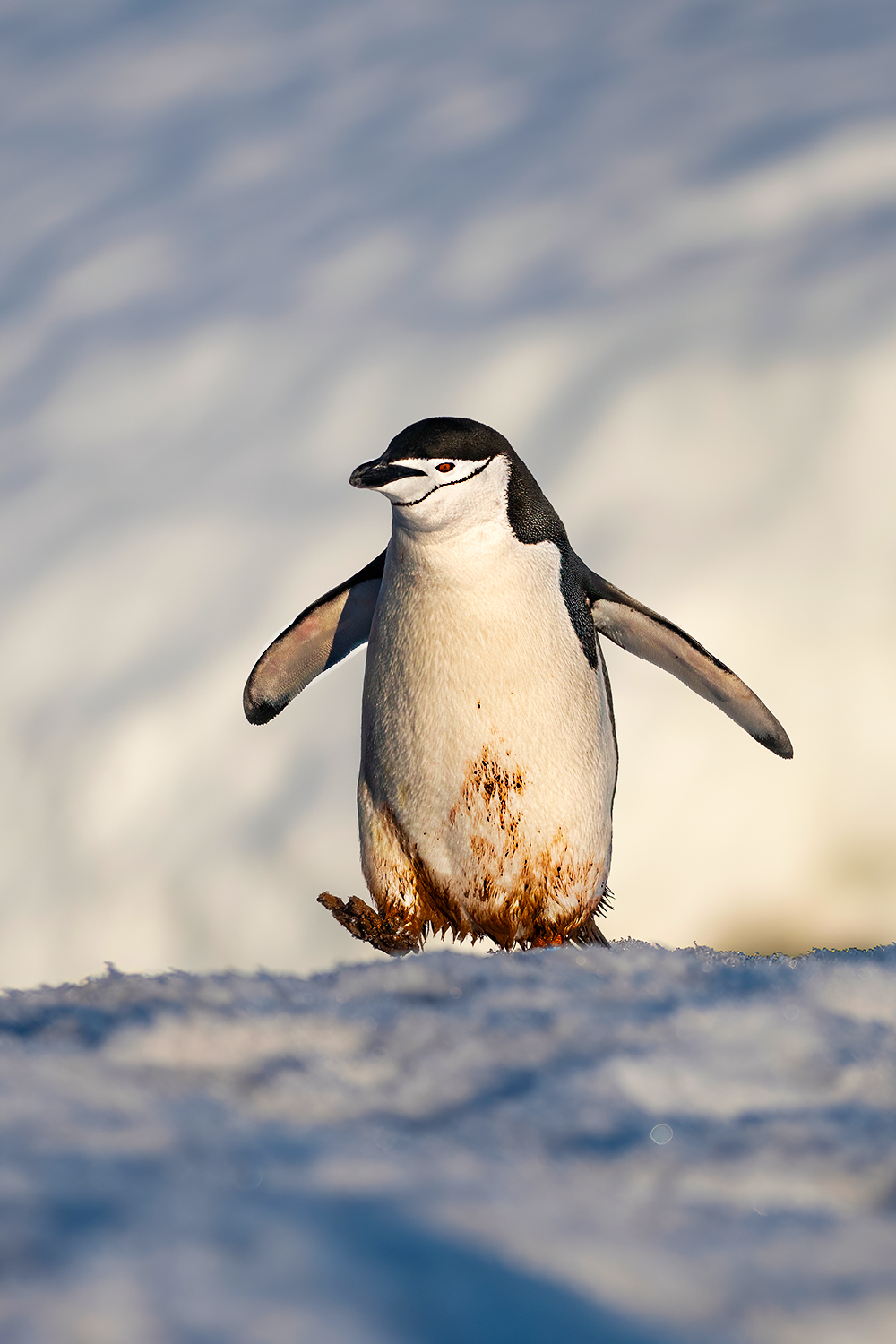 Pinguino Chinstrap in cammino tra i ghiacci - Antartide