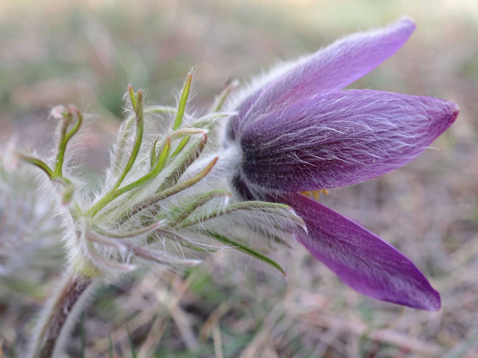 Anemone pulsatilla