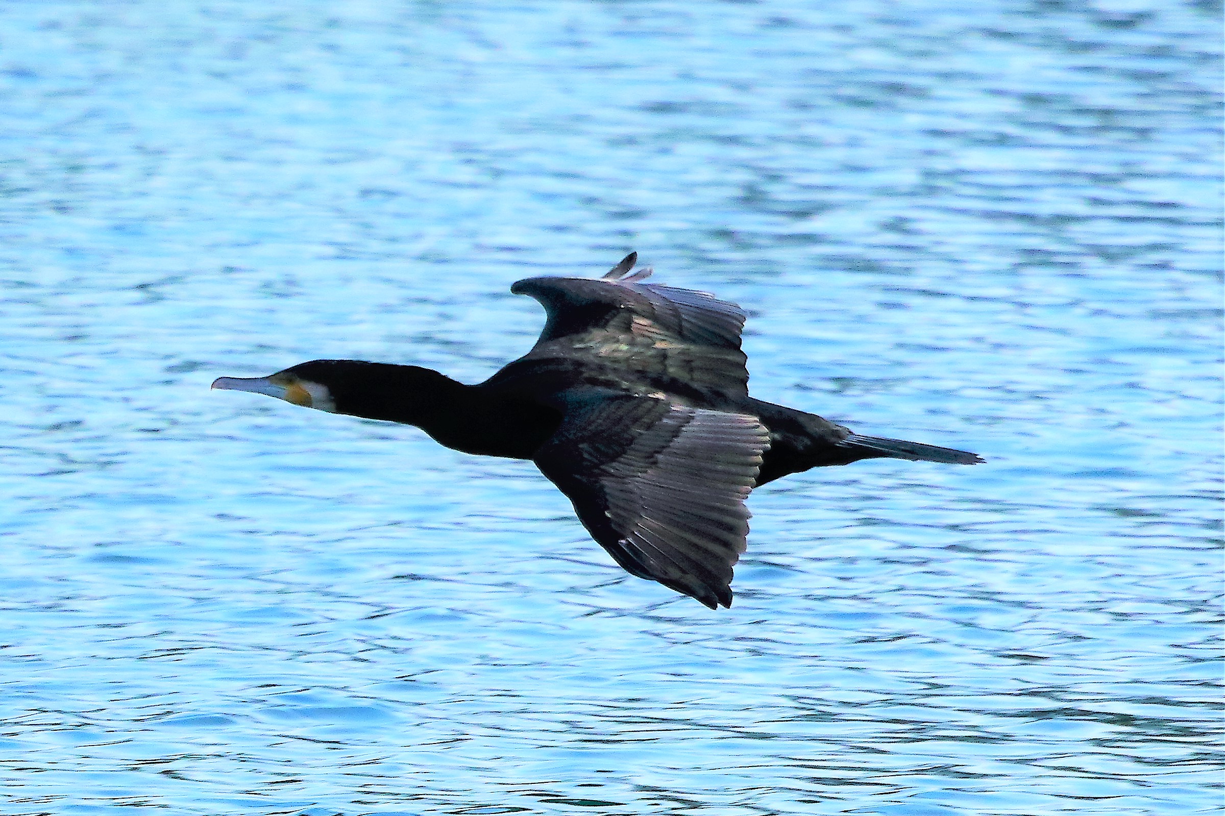 Cormorano 22 gennaio 2023