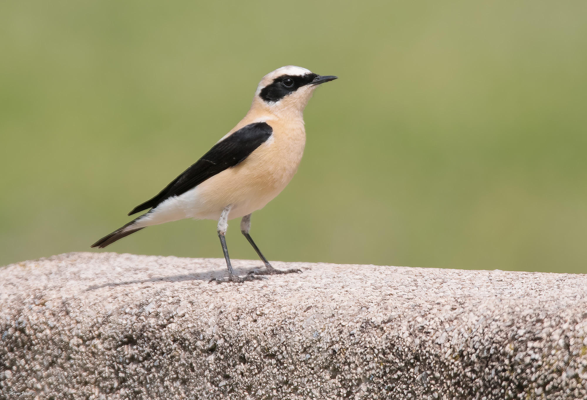 Monachella (Oenanthe hispanica)