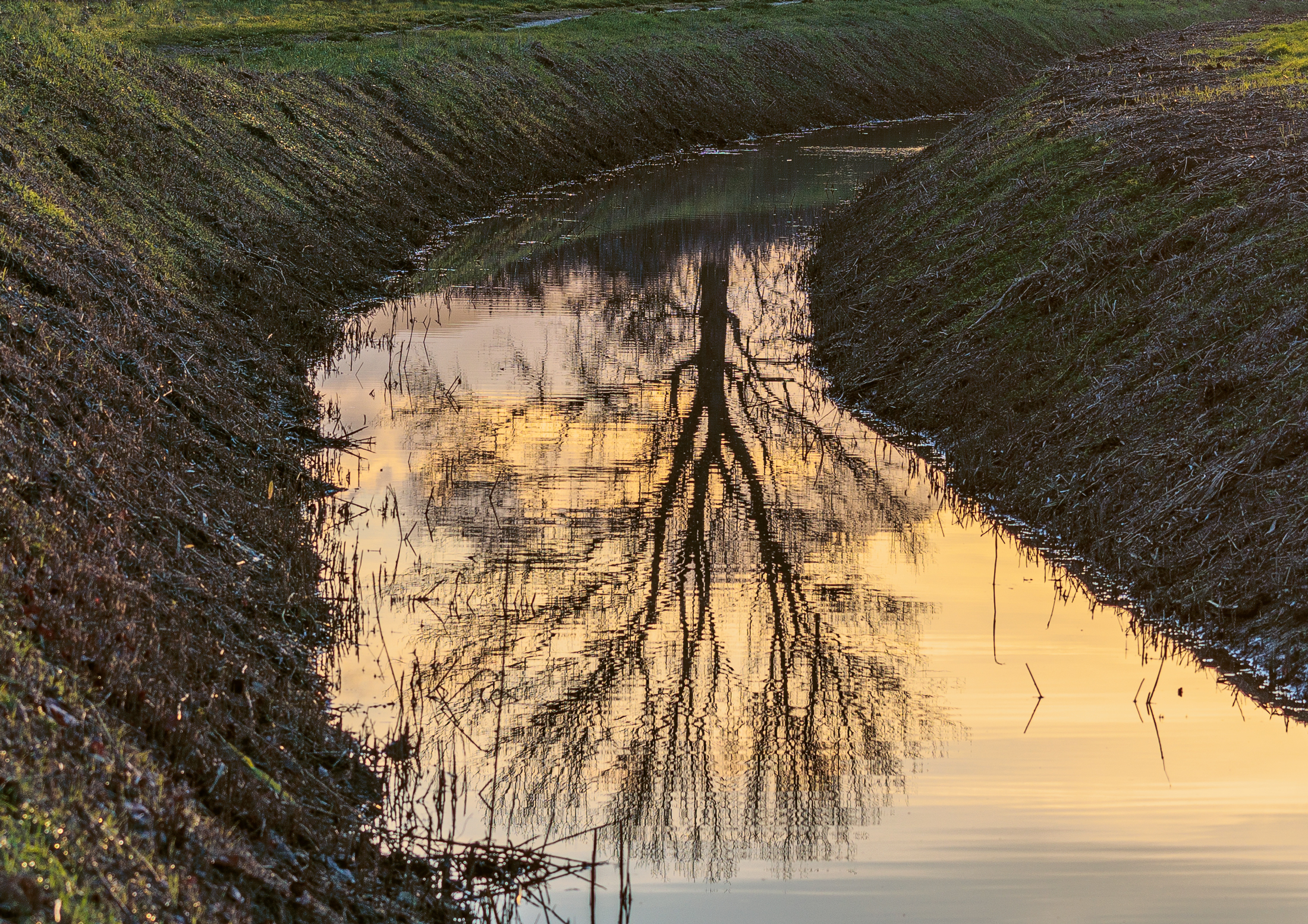 The tree in the stream