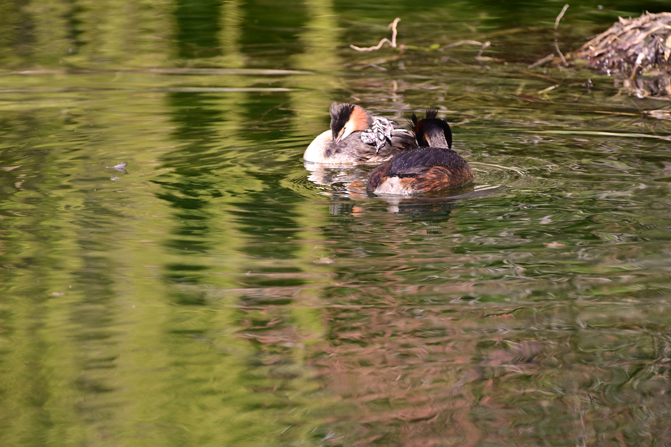 Grebe and chicks