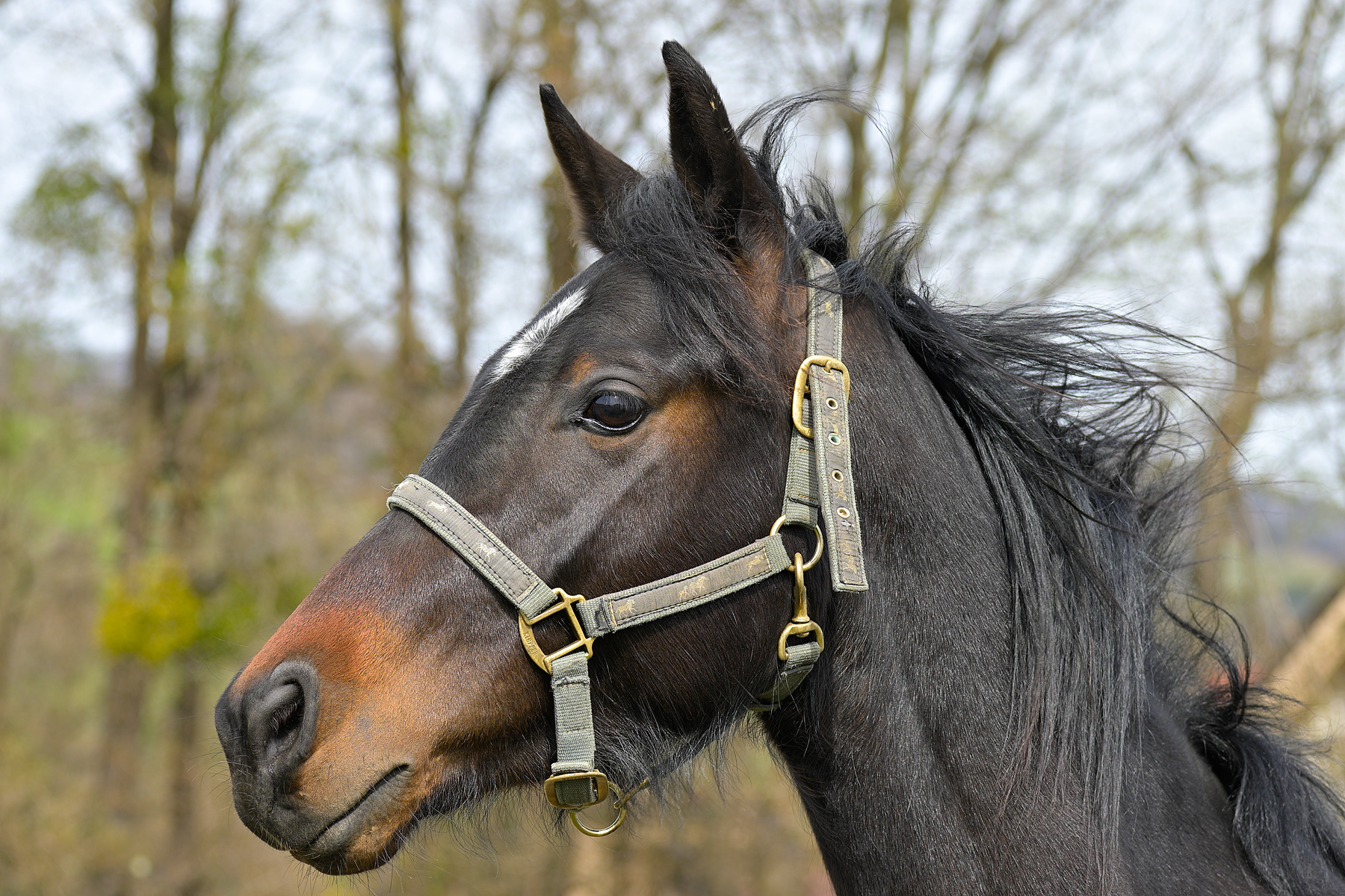 Ritratto del cavallo