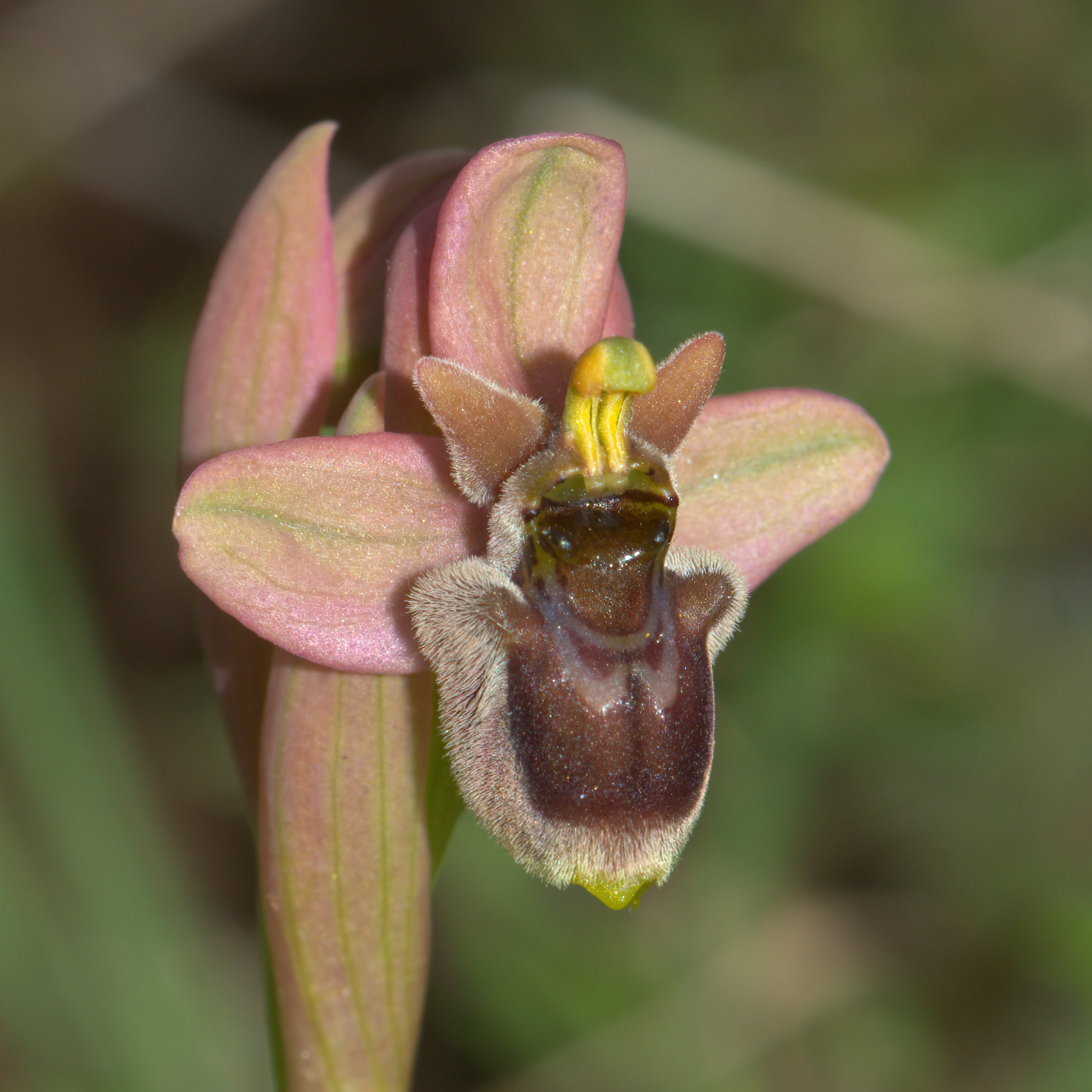 Ophrys xsommieri