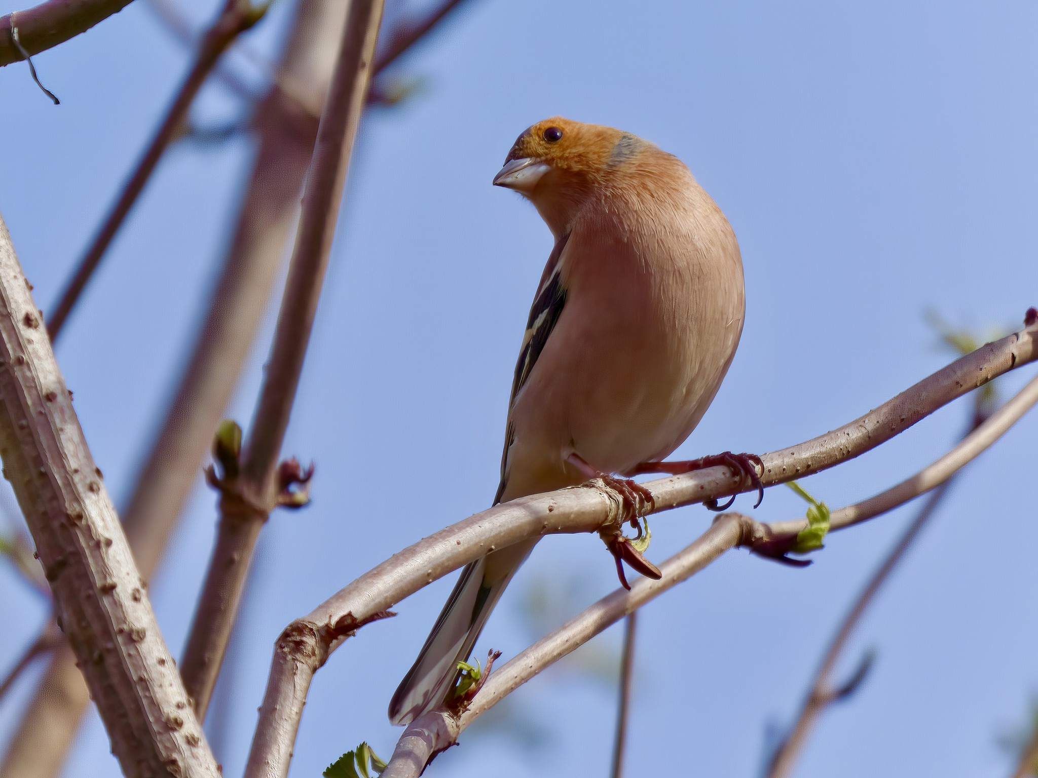 Chaffinch