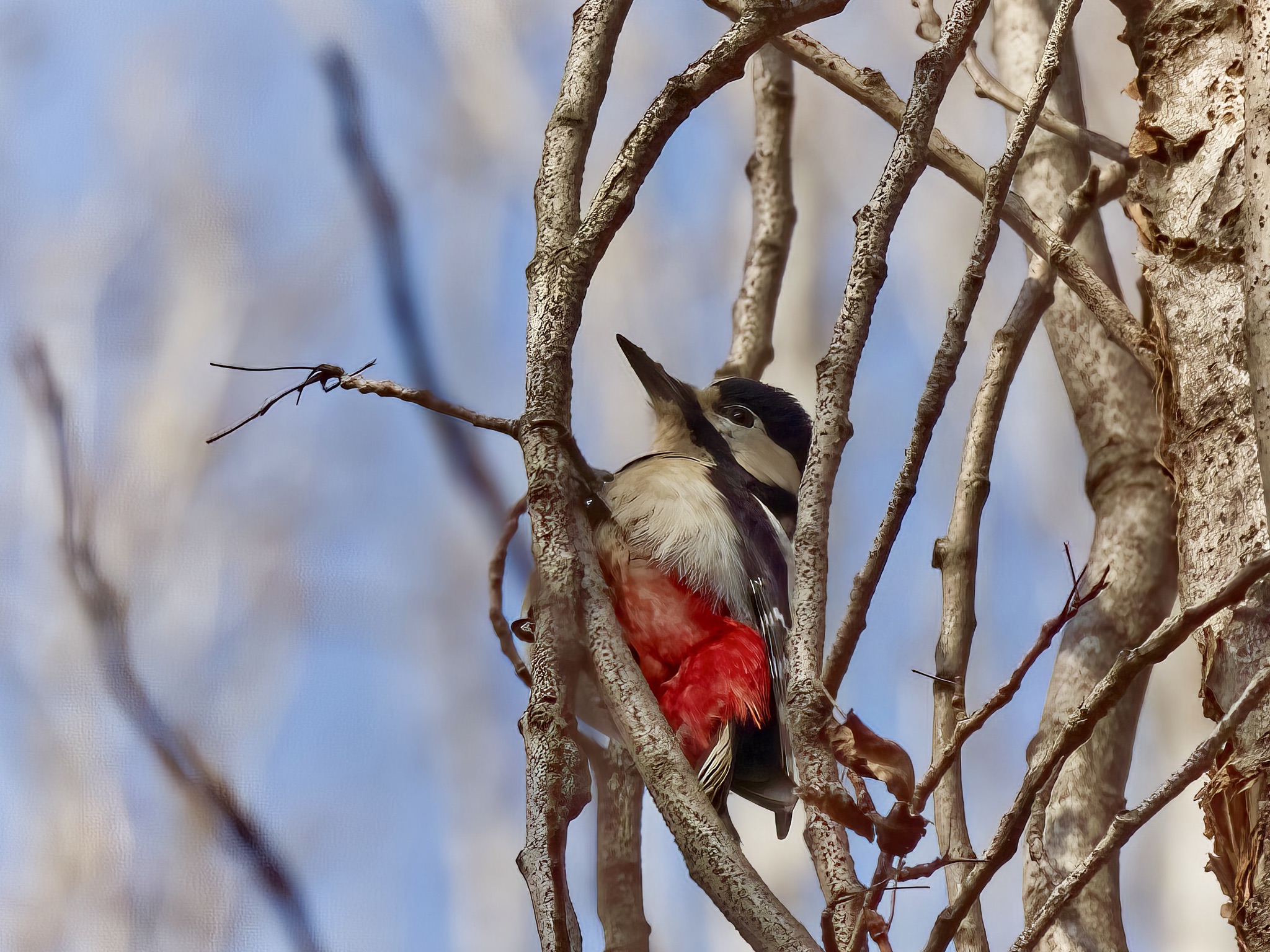 Spotted woodpecker