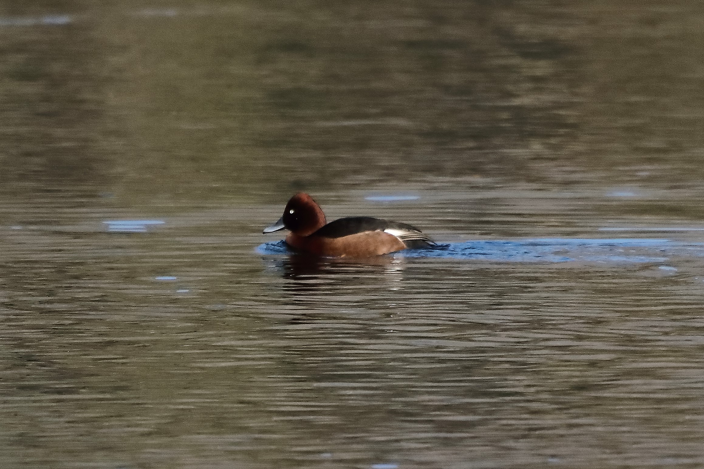 moretta tabaccata 29-01-2023