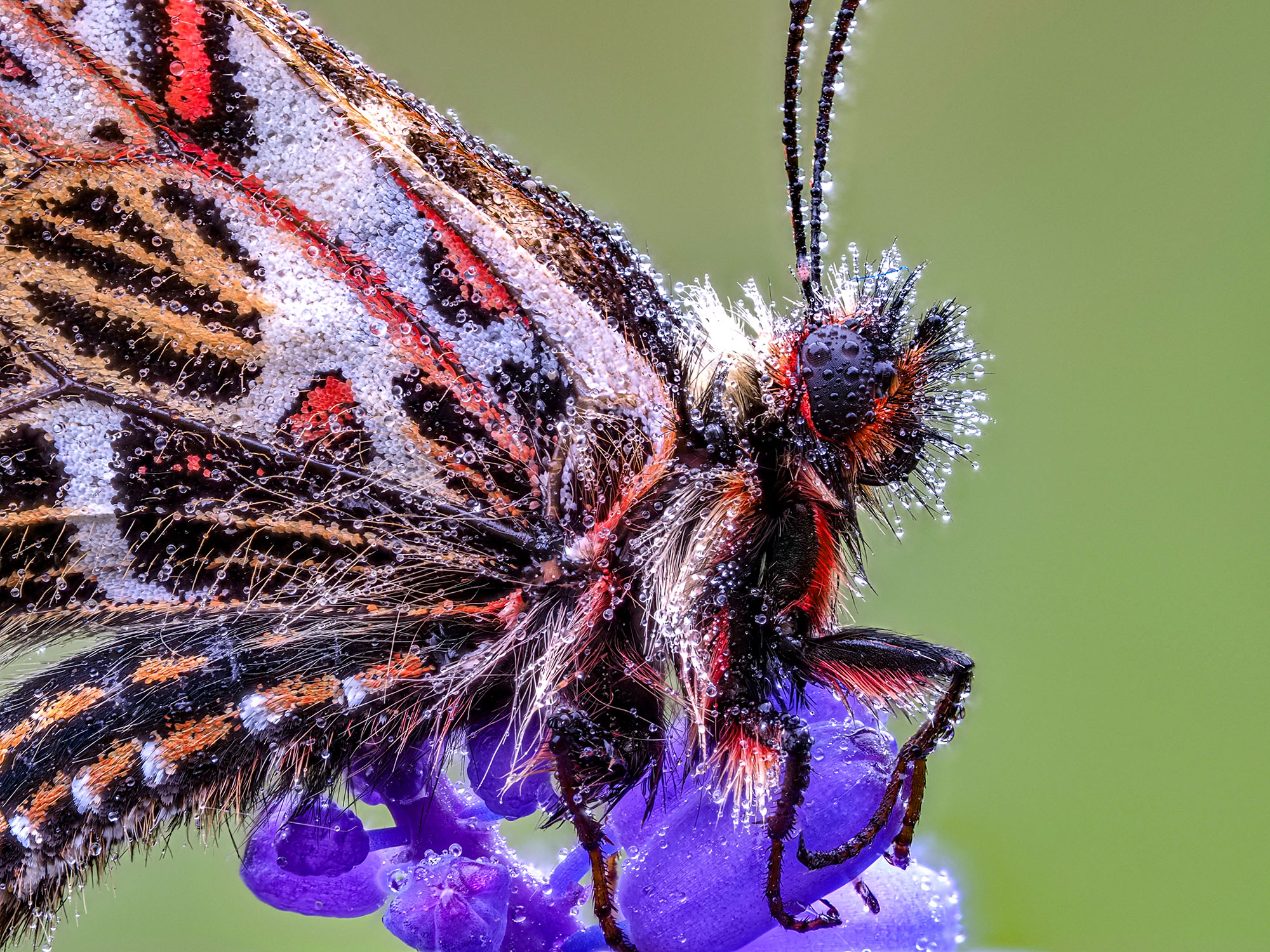 Zerynthia cassandra