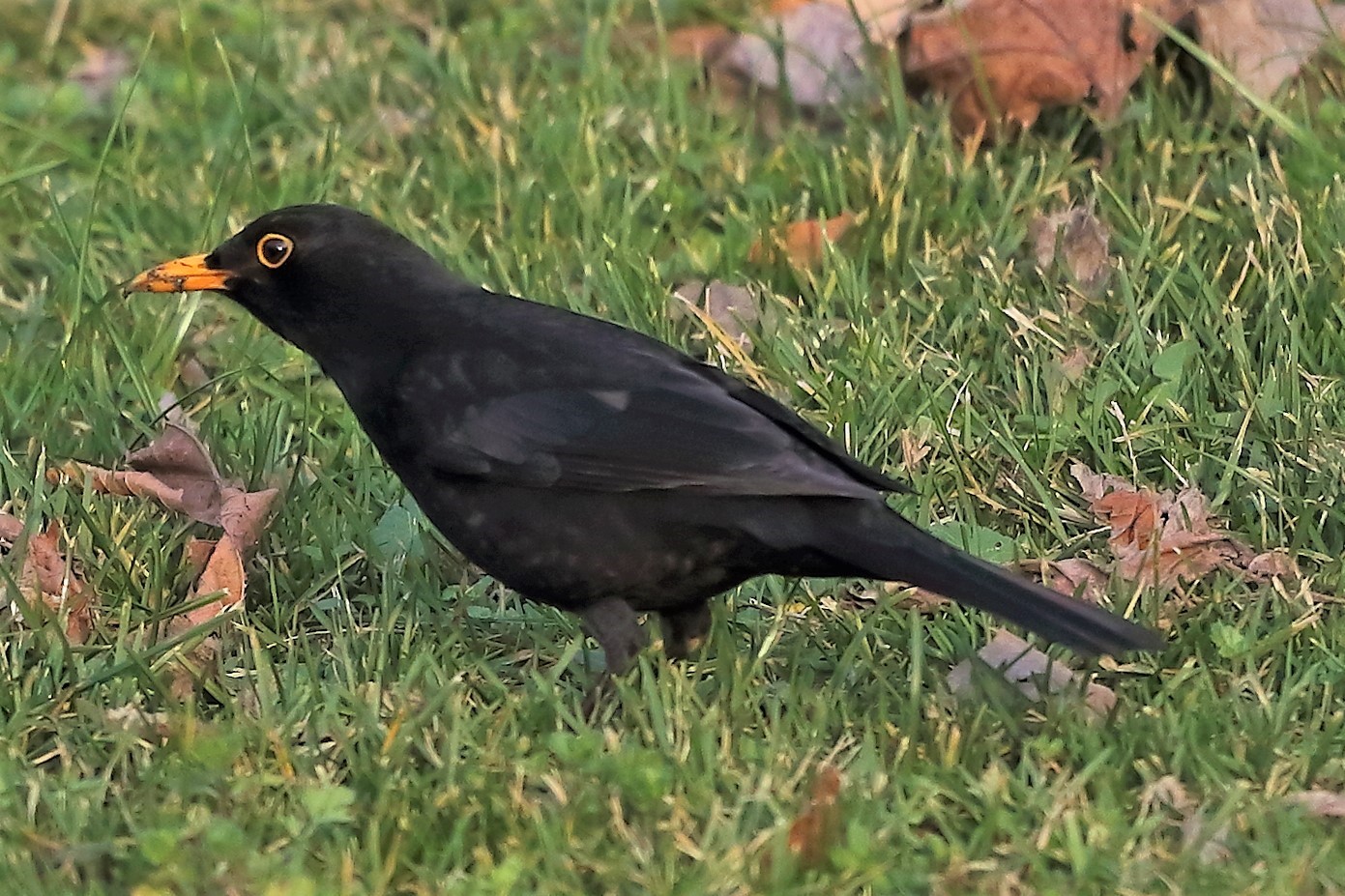 Merlo 12 gennaio 2023
