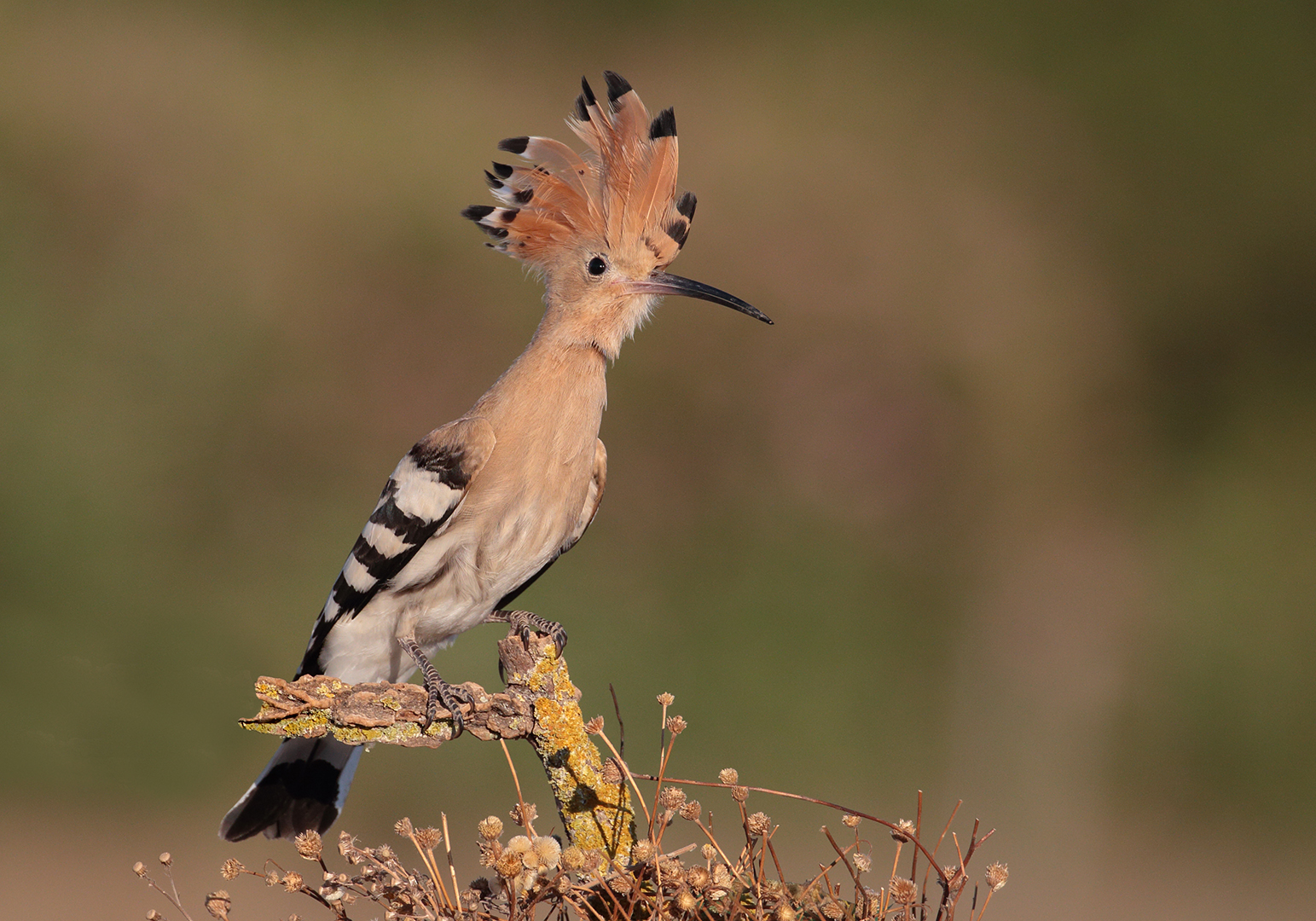 hoopoe