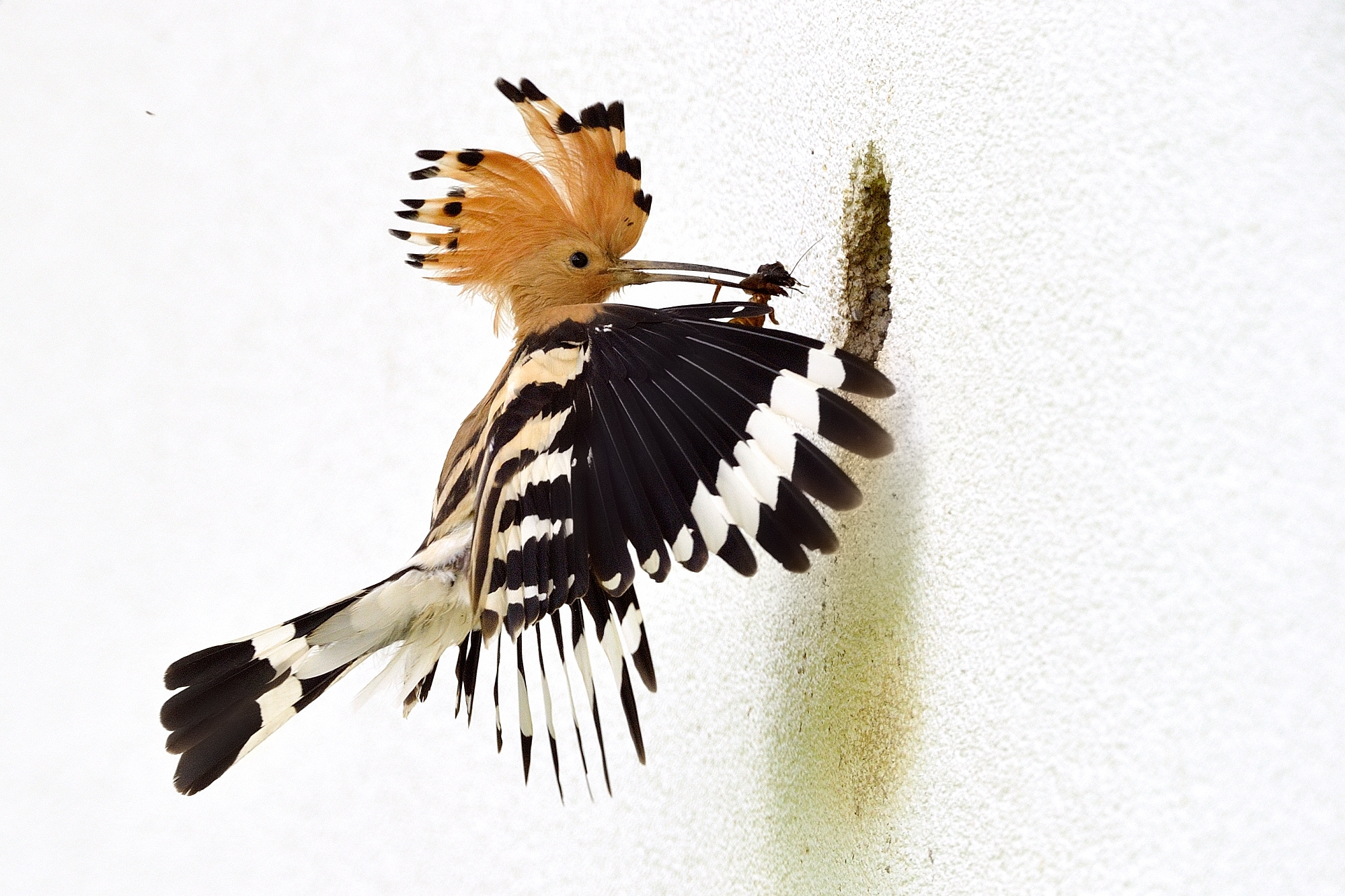 Hoopoe