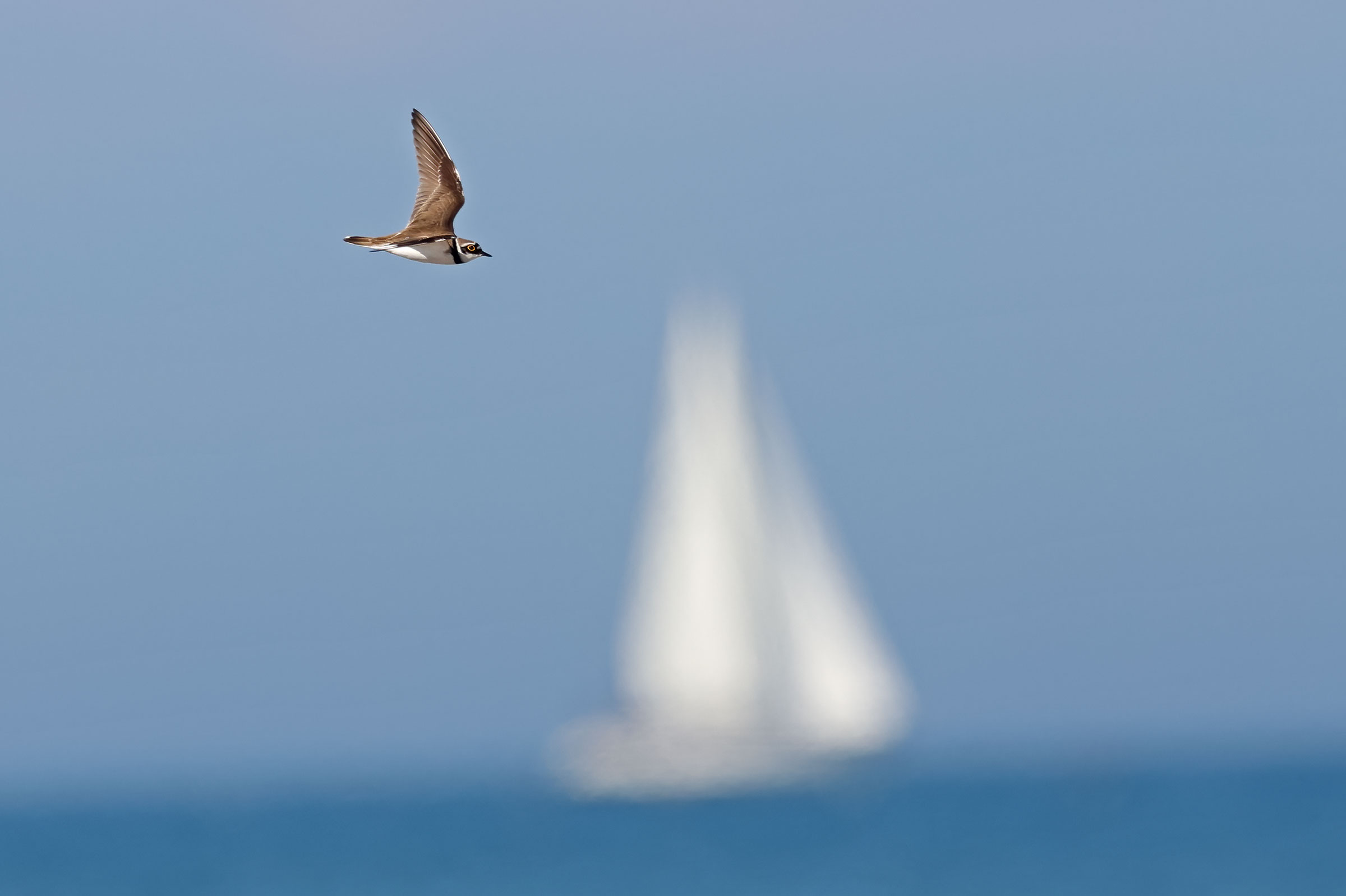 The courier and sailing