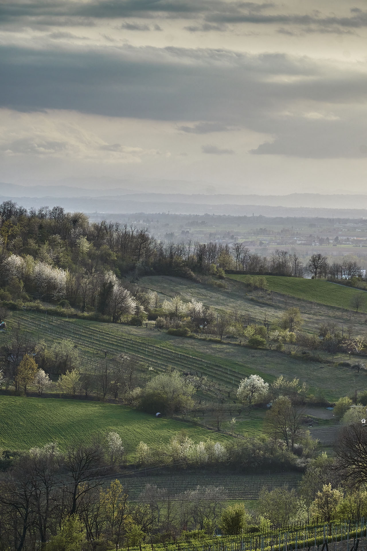 Fioriture primaverili