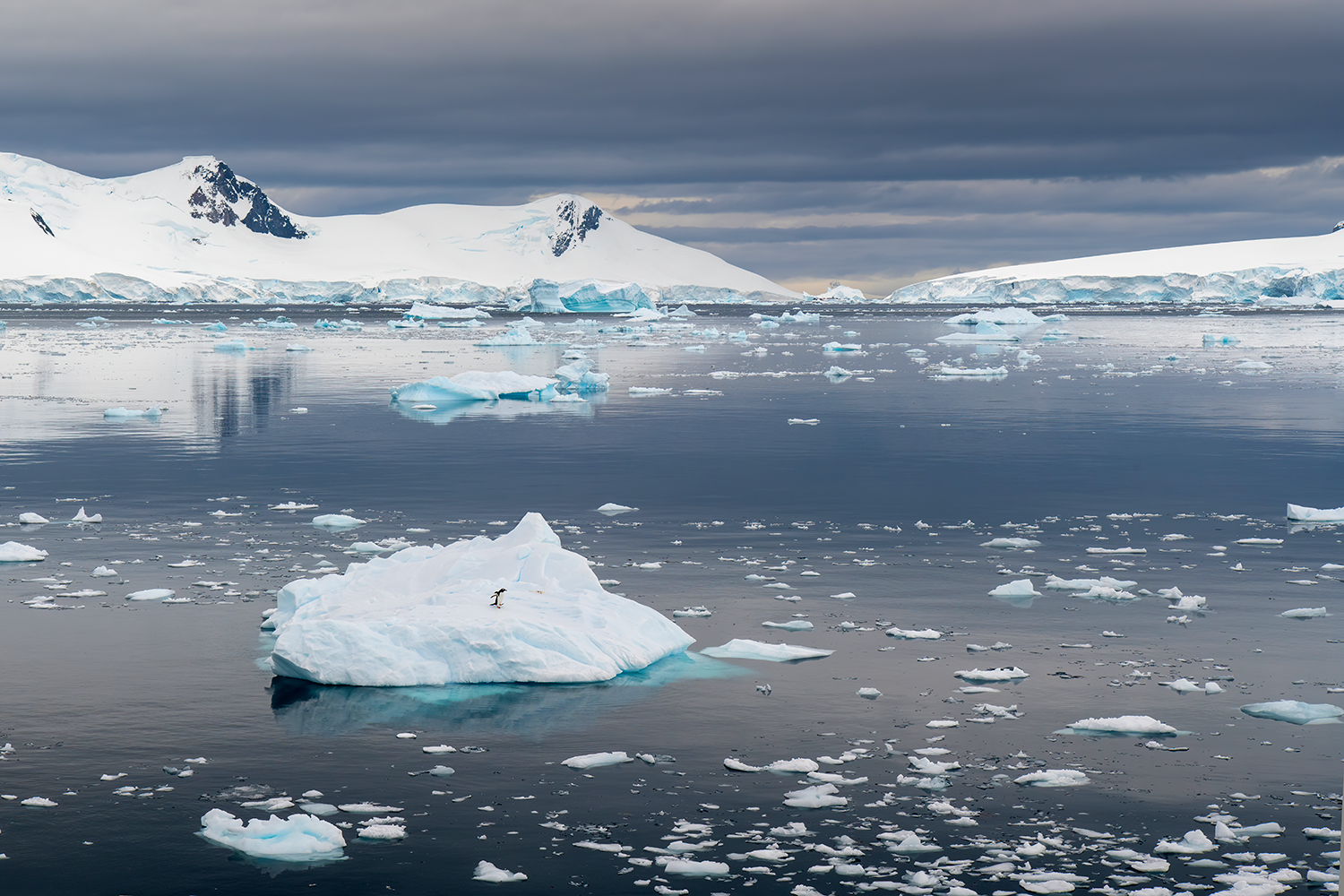 Papuan penguin in the Antarctic immensity