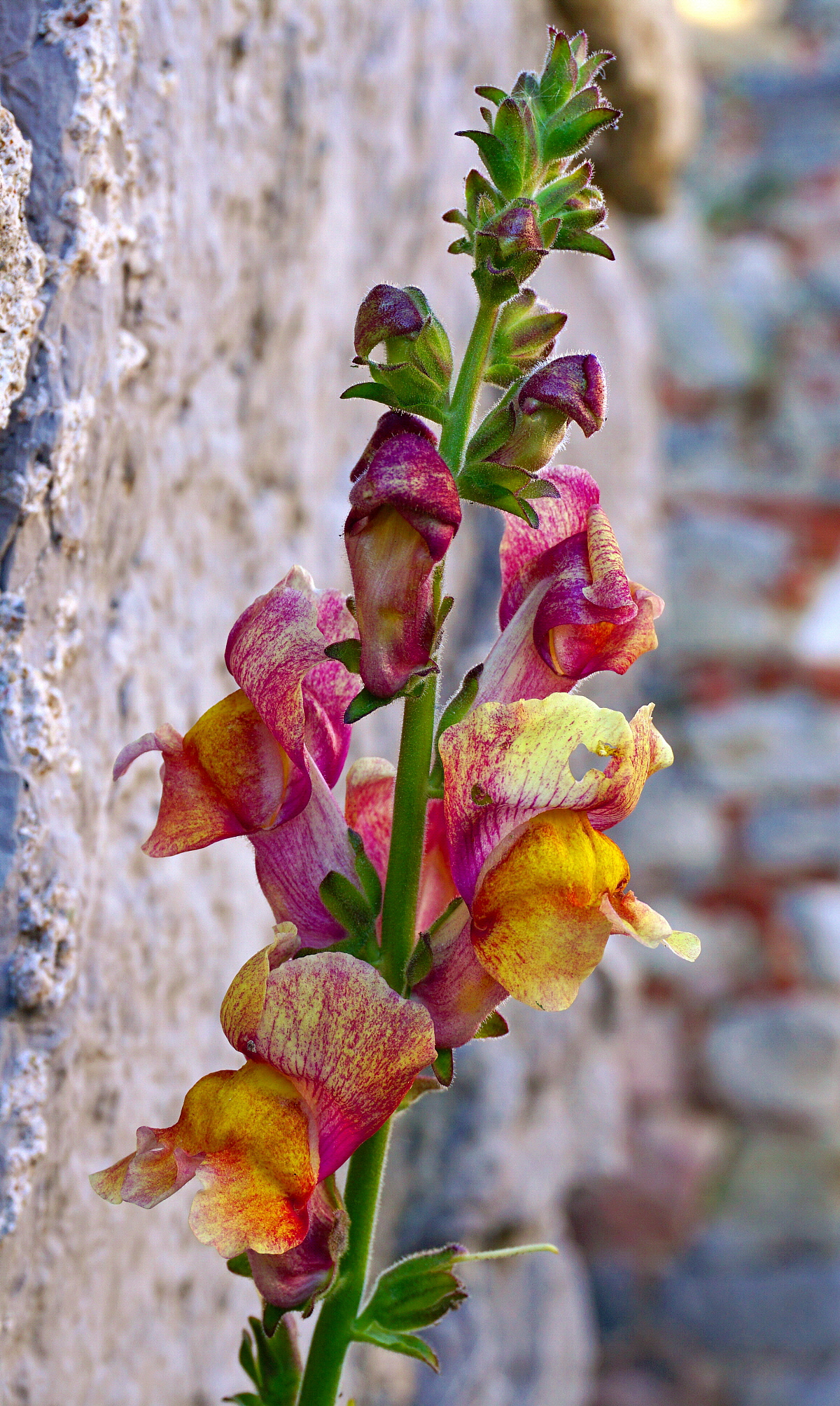 In simbiosi coi muretti!