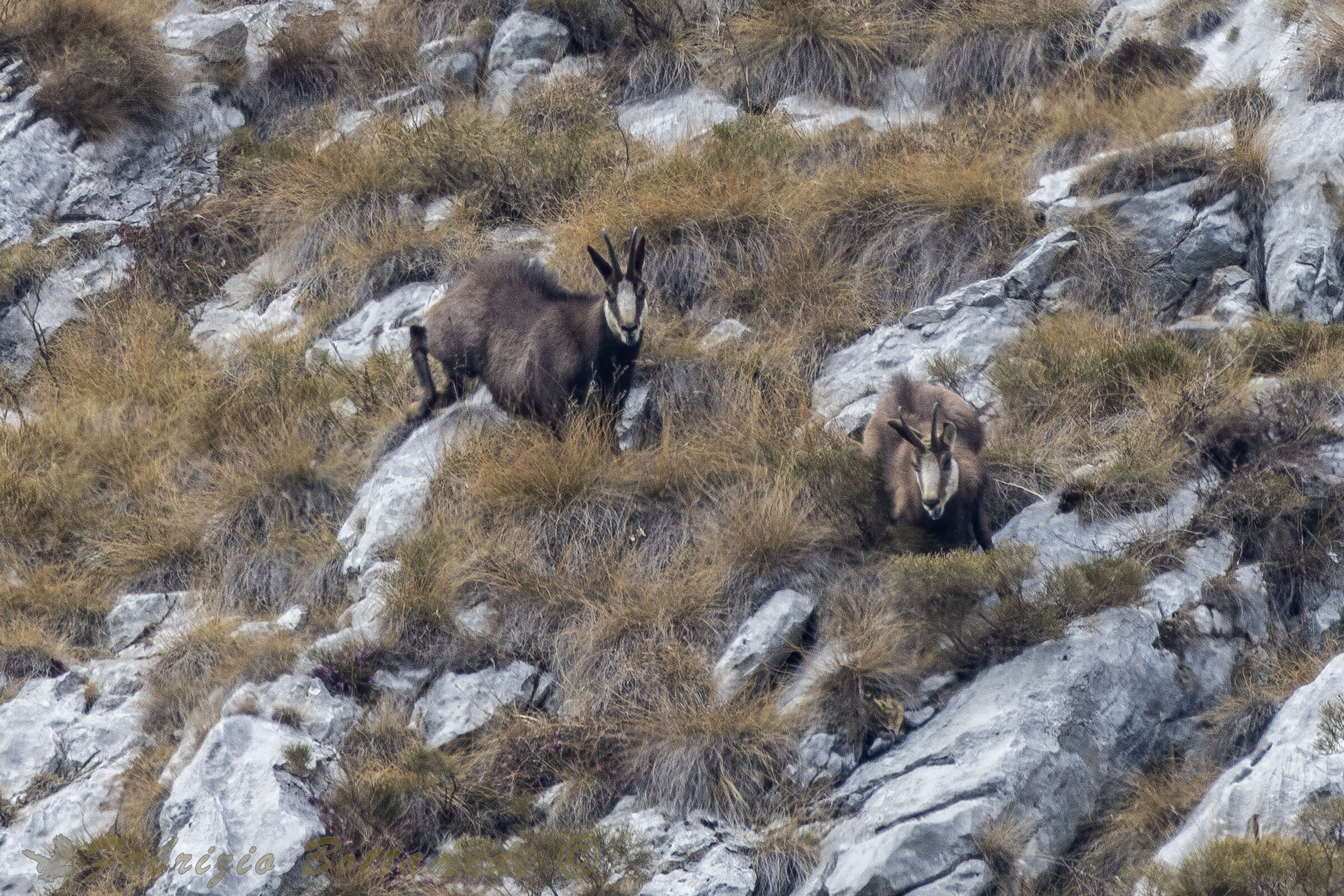 Qui comando io....sloggia !