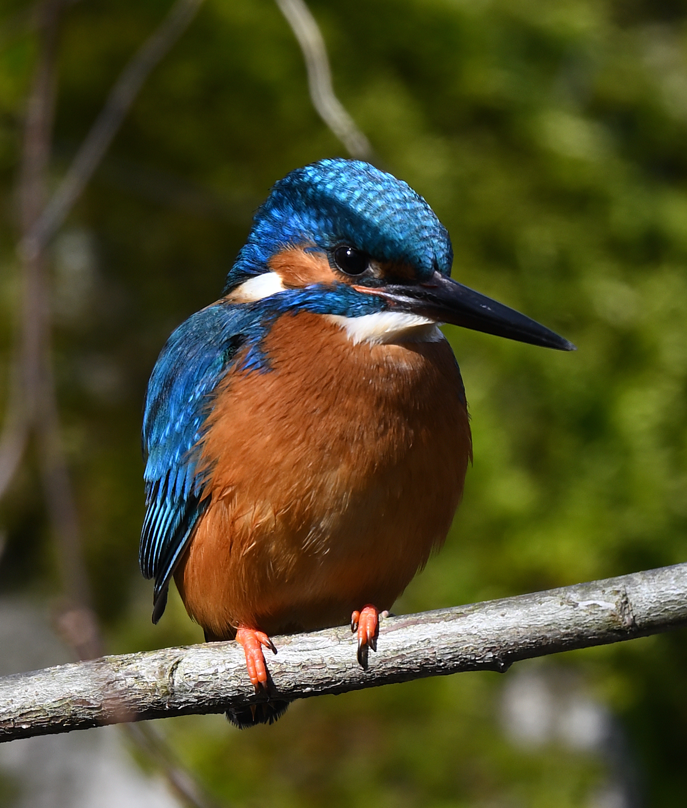 Kingfisher