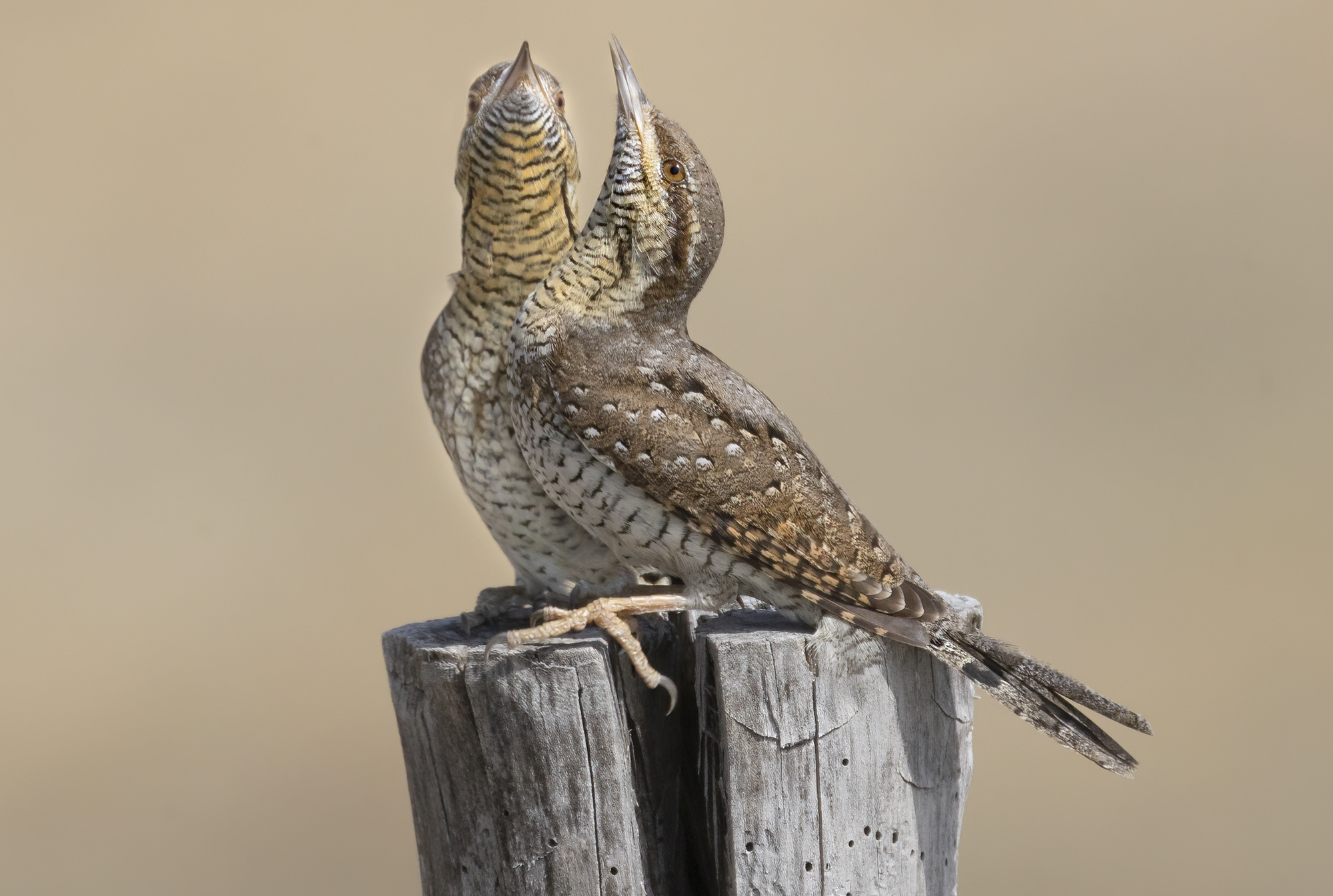 torcicollo, danza d'amore