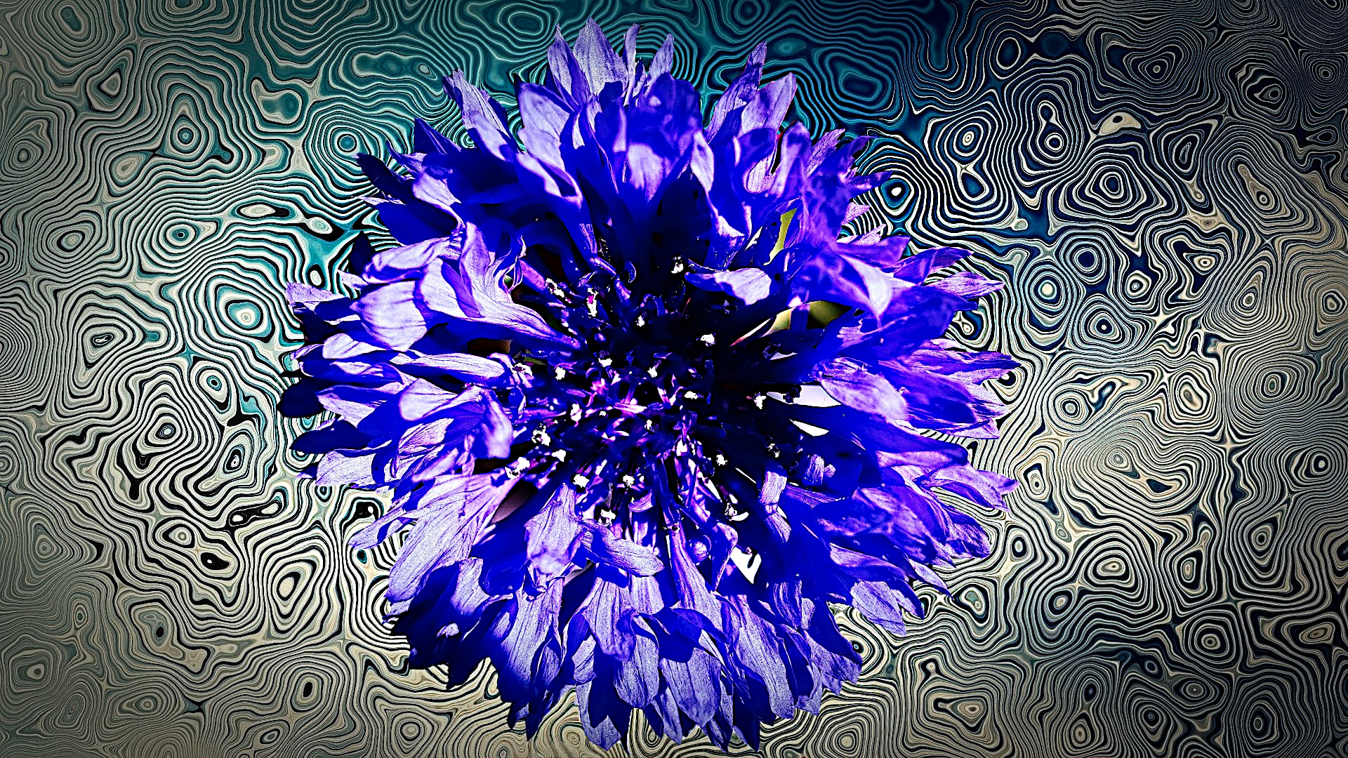 Un Fiordaliso