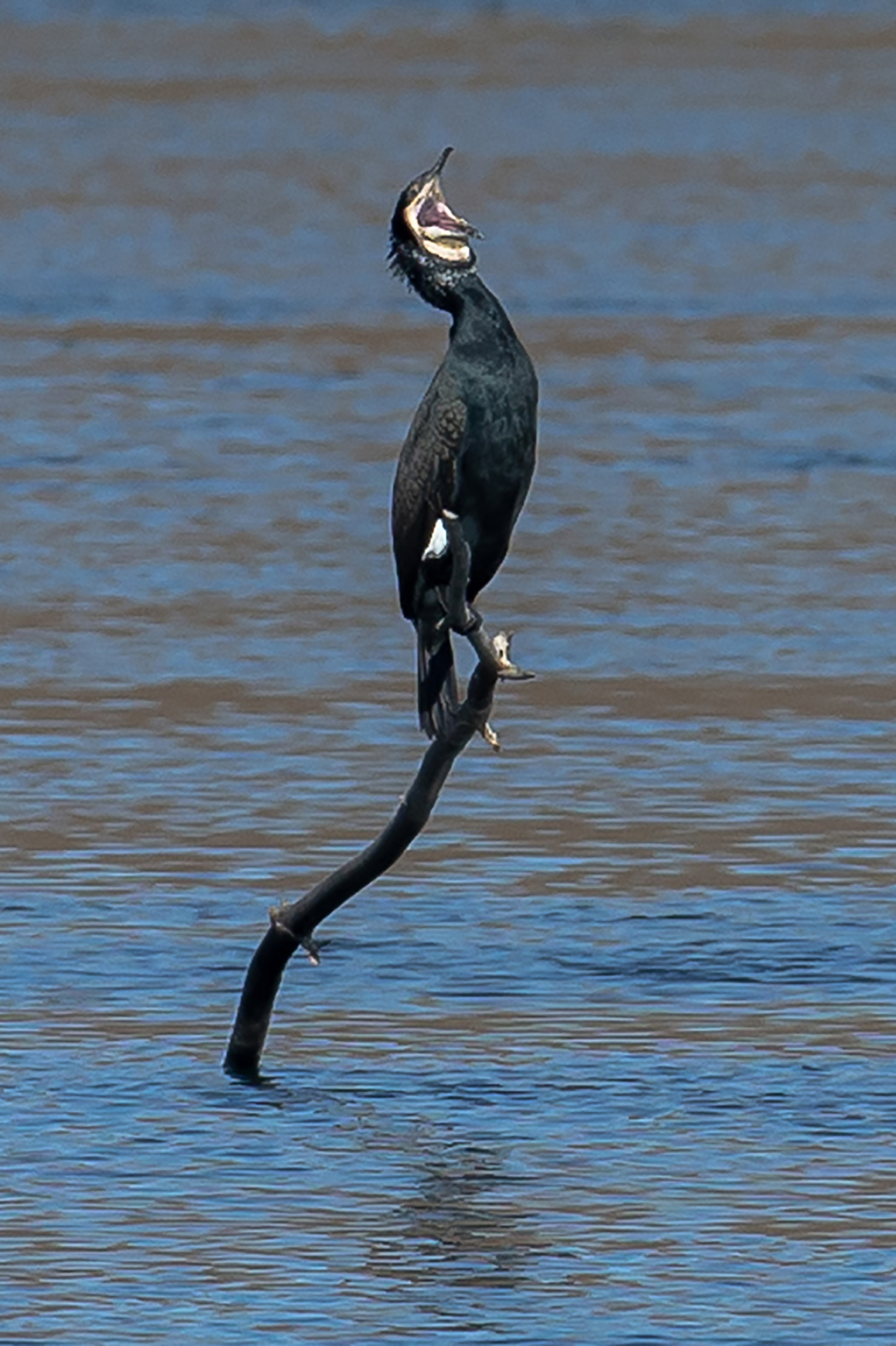 Sbadiglio
