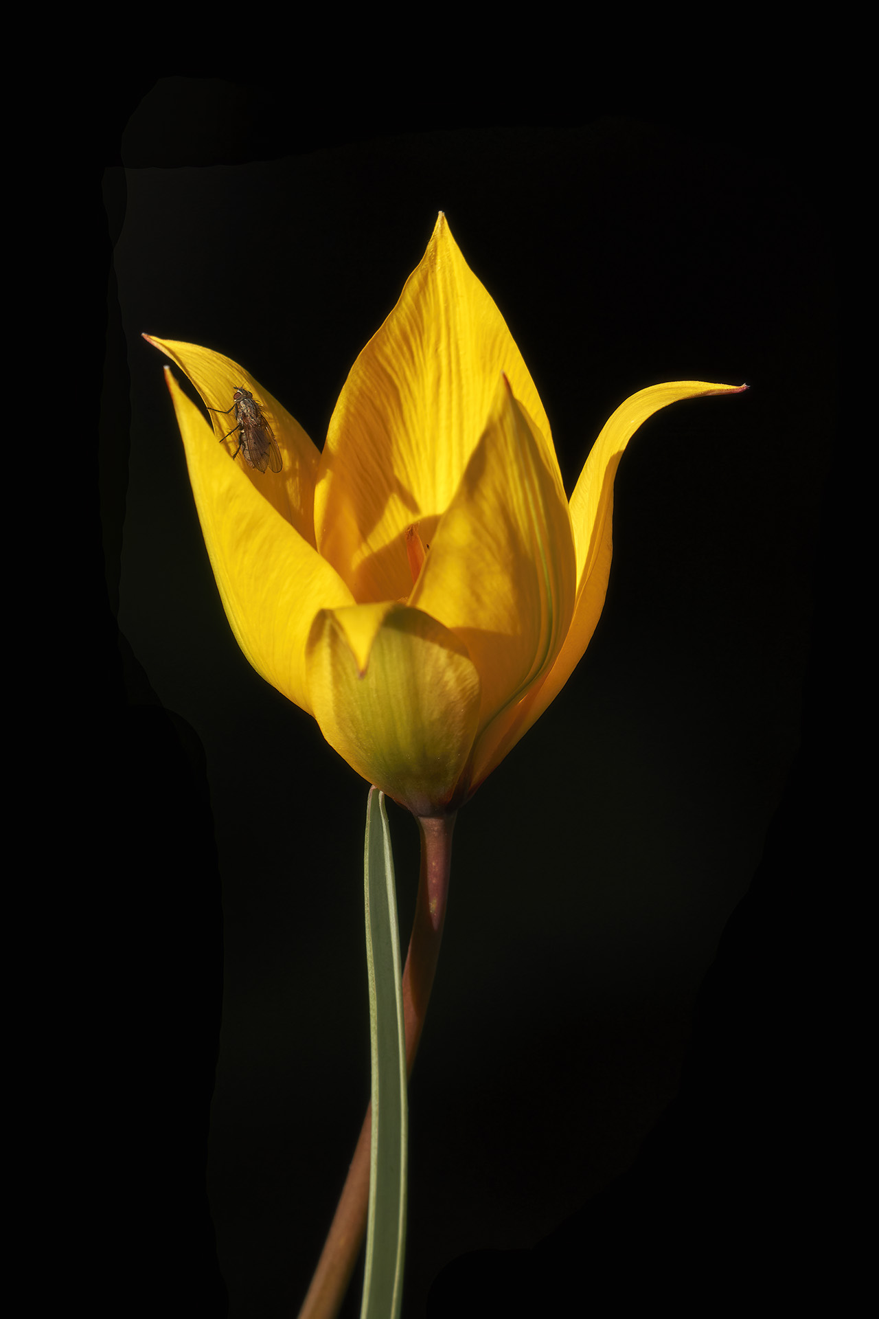 Wild tulip