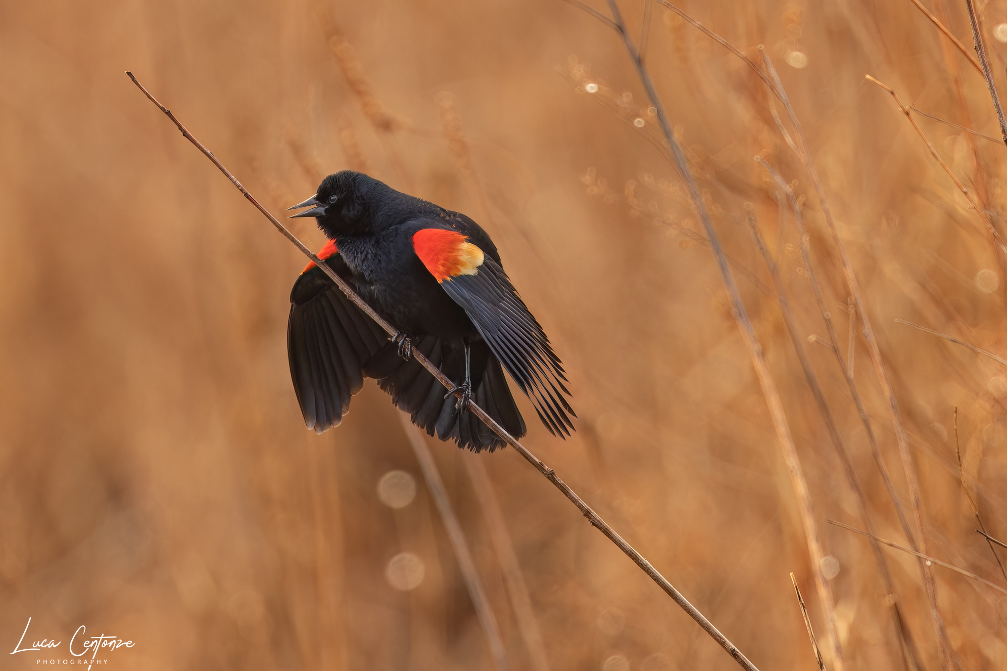 Red-winged blackbird