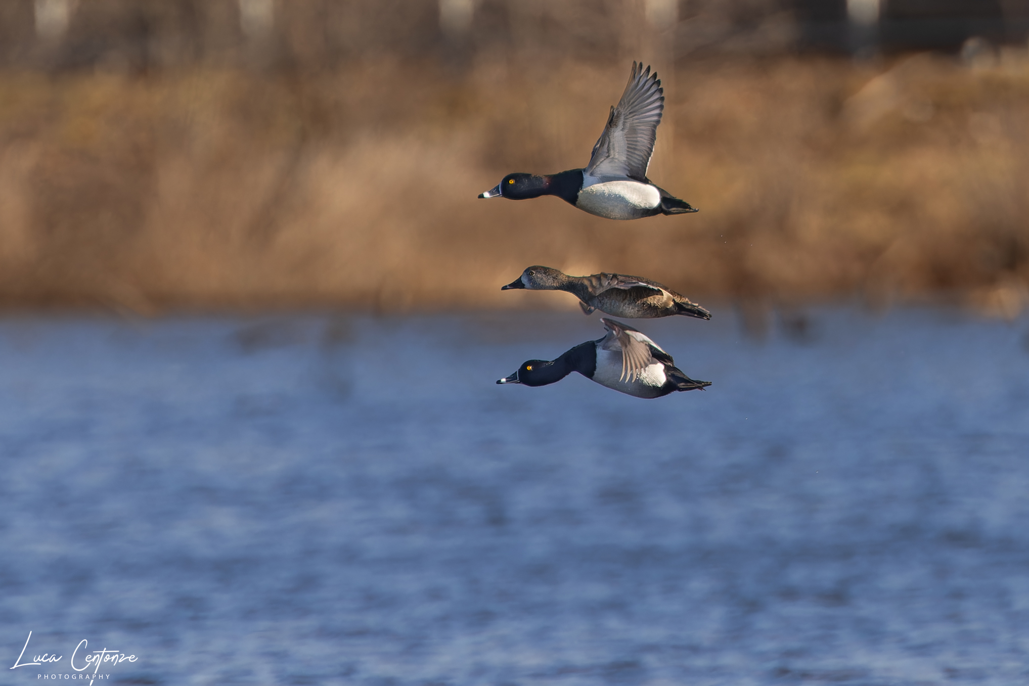 Ring-necked Duck (Althea collaris)