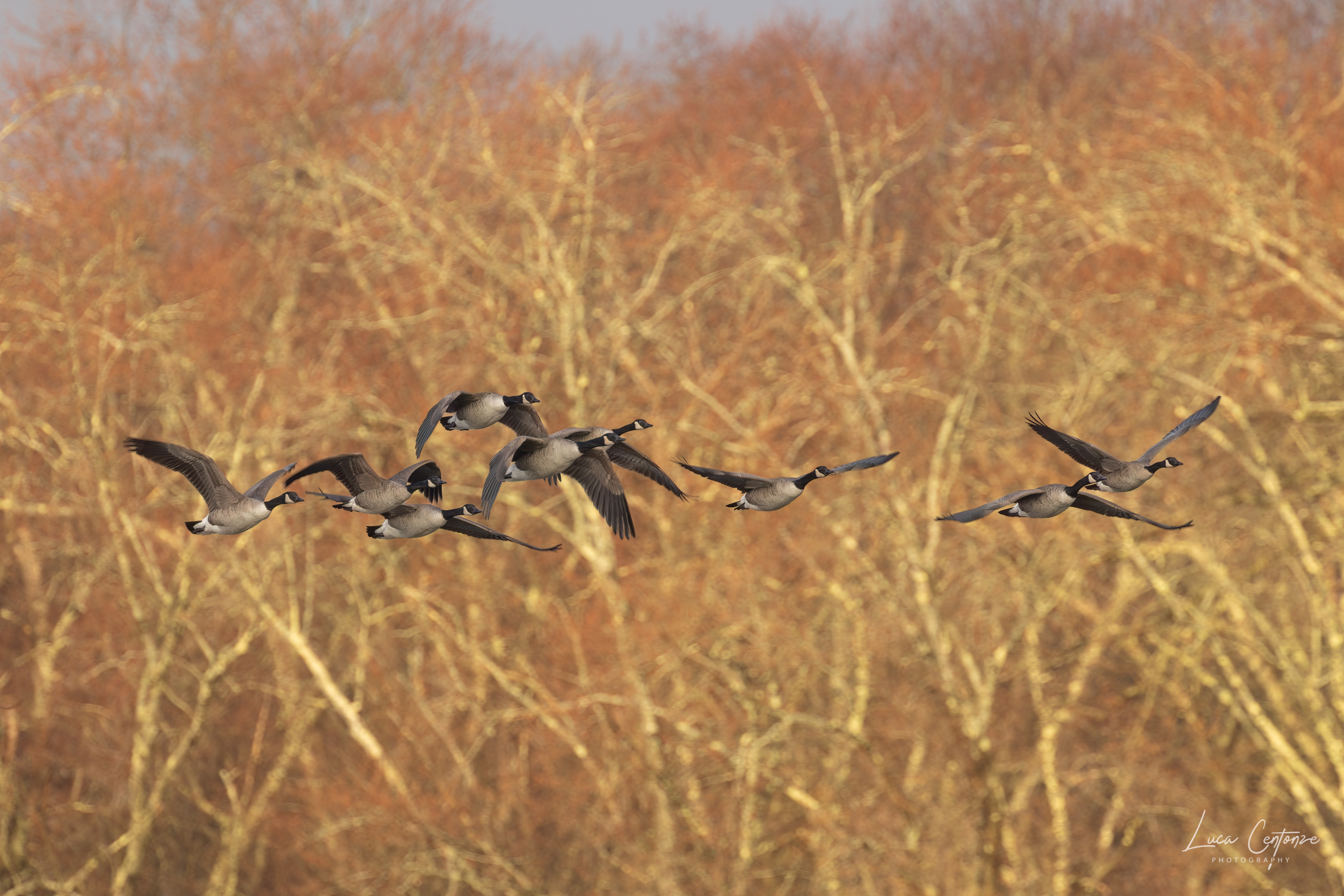 Canada Geese (Branta canadensis)