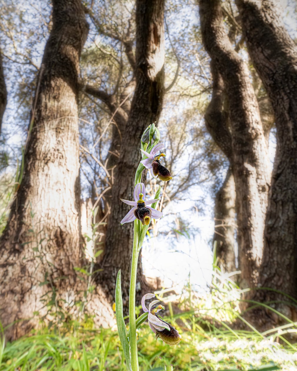 La signora del bosco