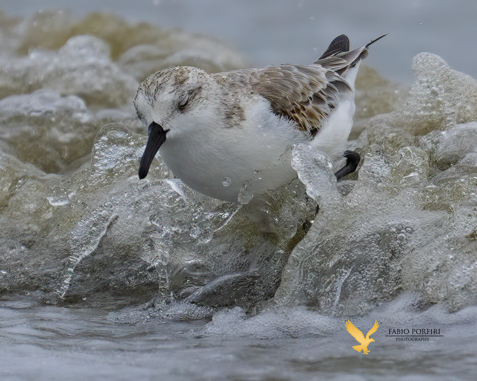 a occhi chiusi - piovanello tridattilo