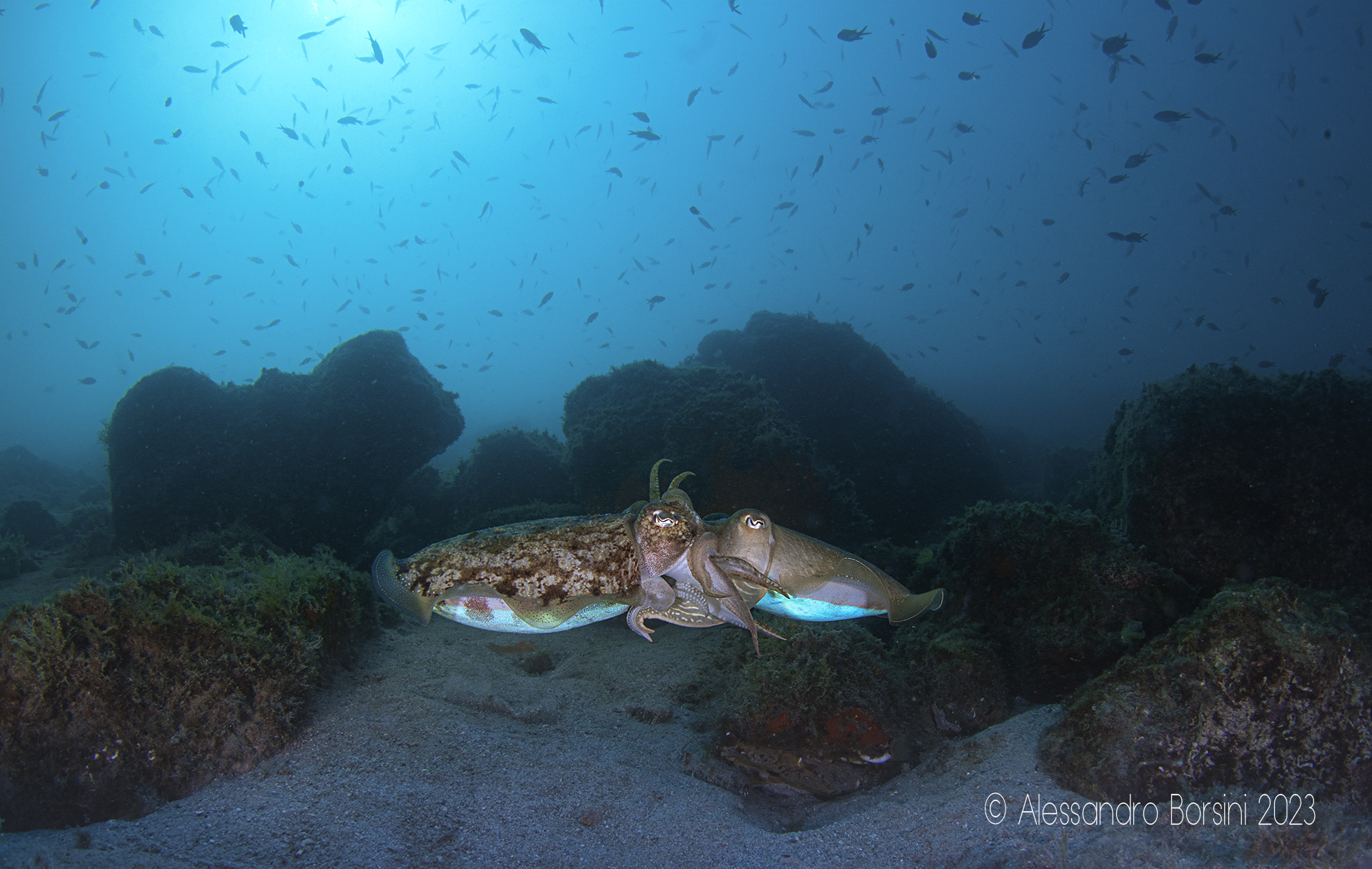 Accoppiamento Sepia officinalis