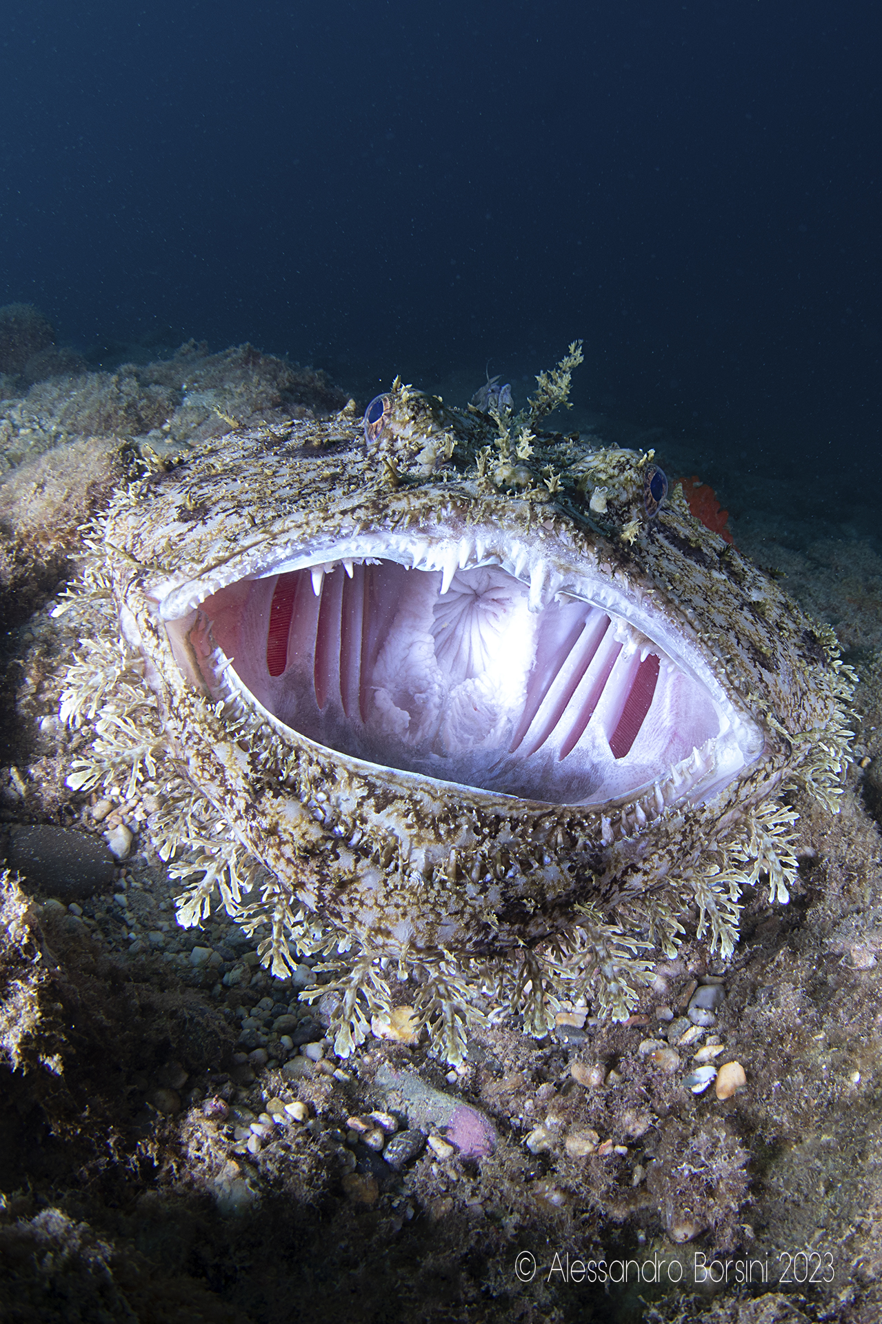 Rana pescatrice (Lophius piscatorius)