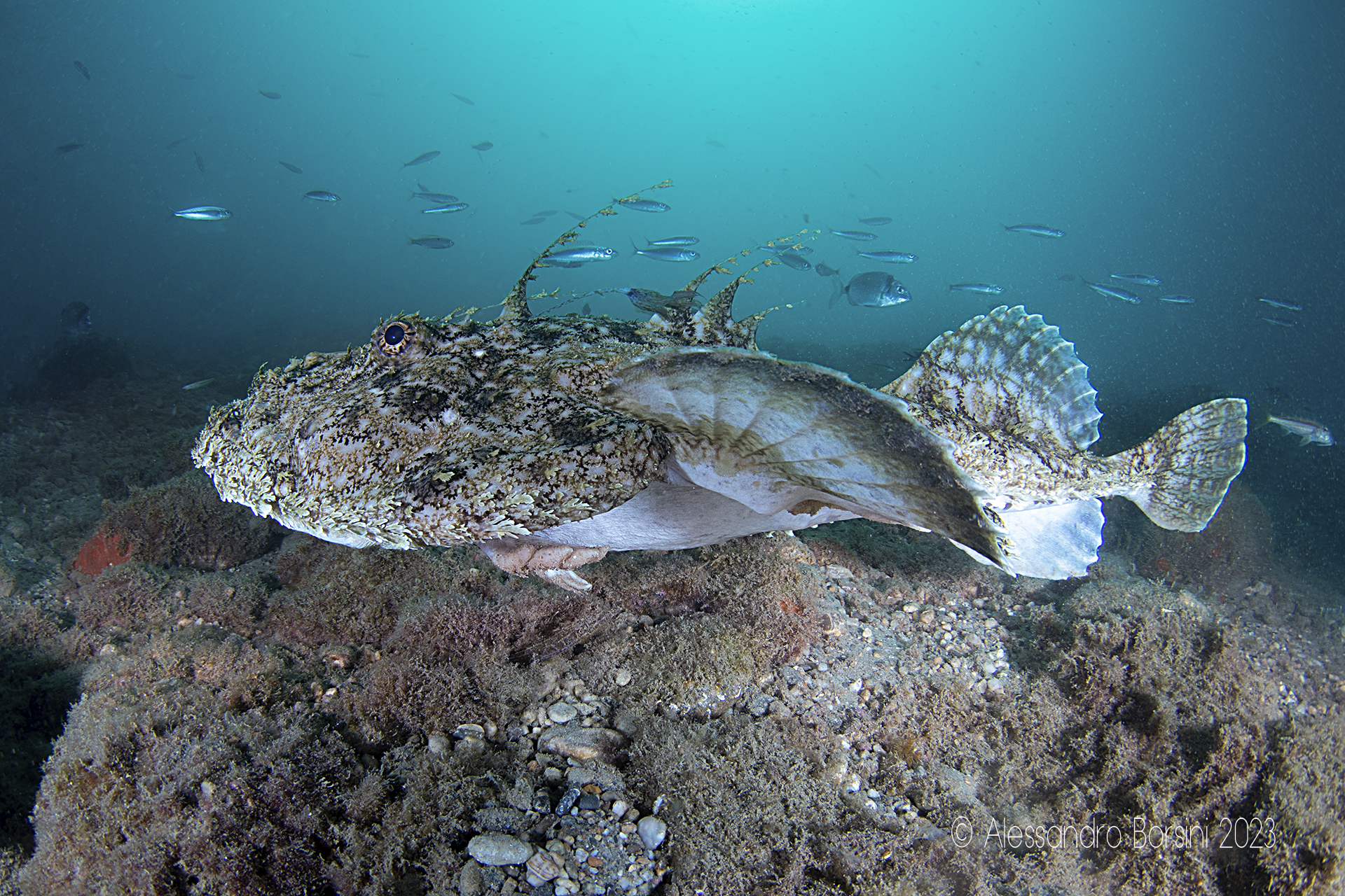 "volo" di rana pescatrice