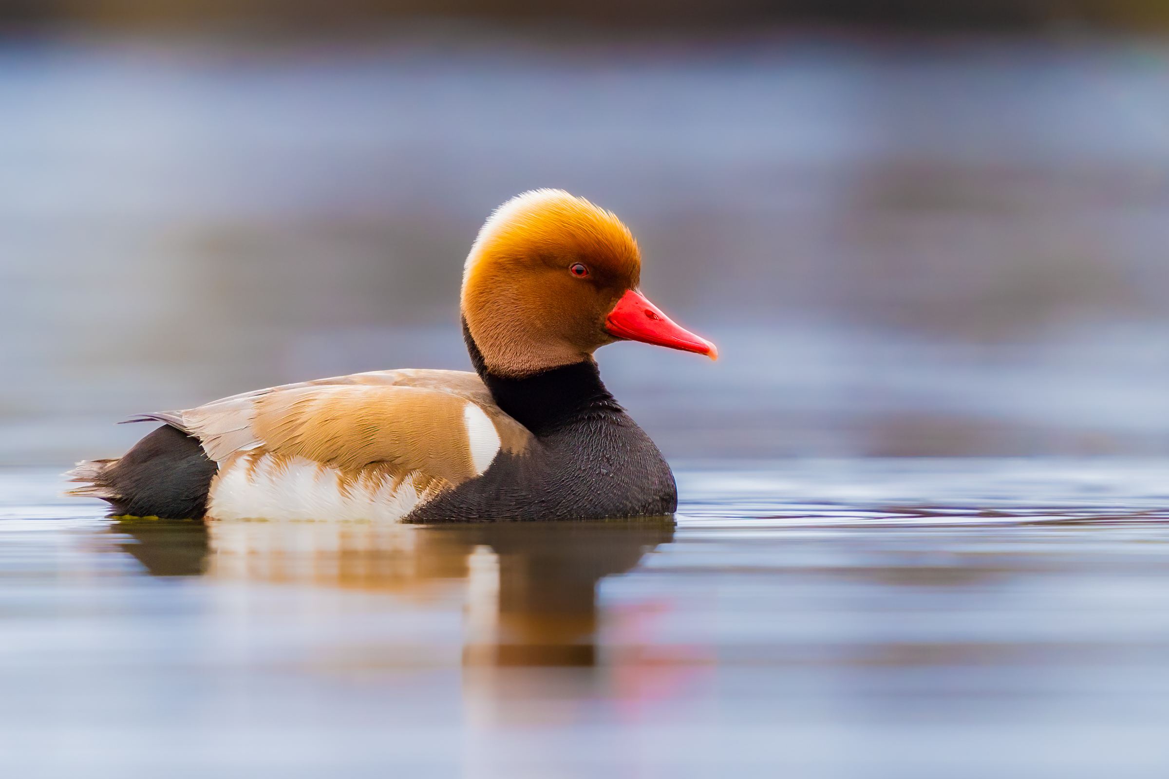 Fistione turco (Netta rufina)
