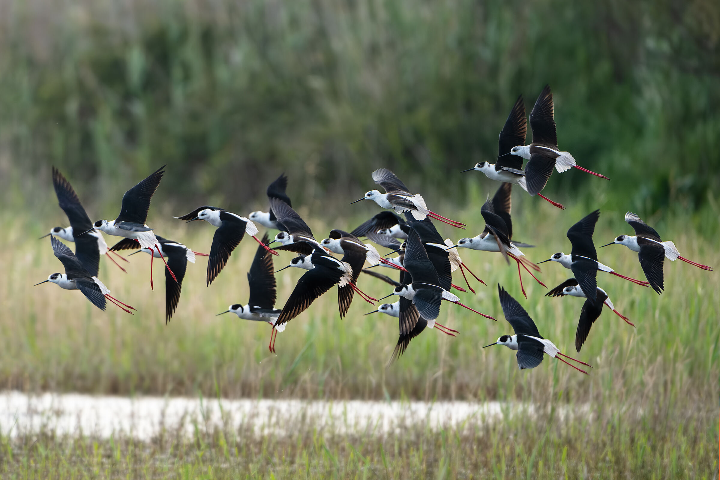 Knights of Italy in spring migration