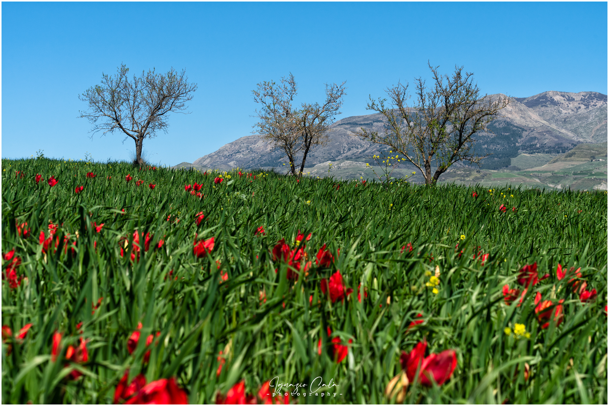 I tulipani di Madonna Dell'Olio (Blufi)