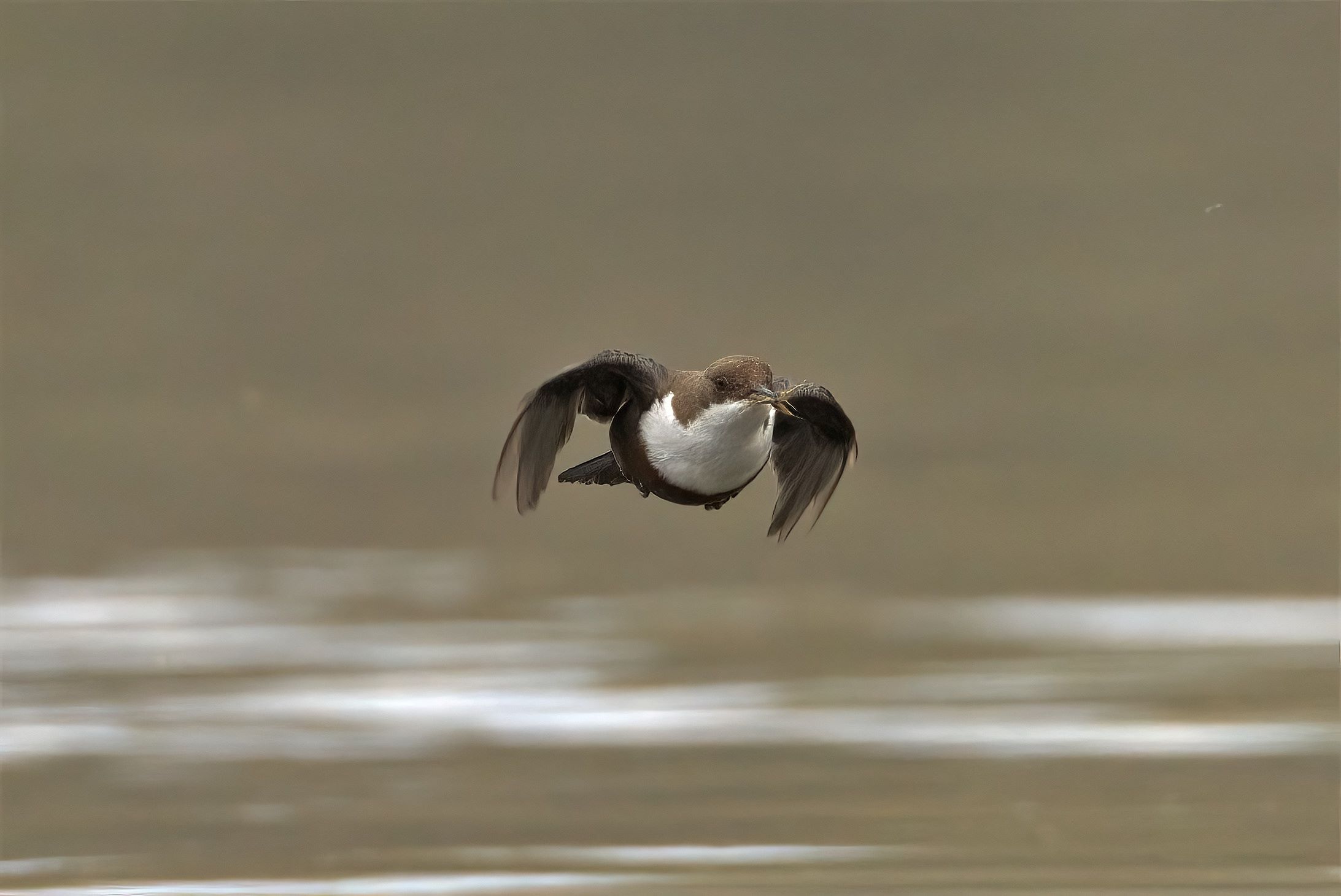 white-throated dipper