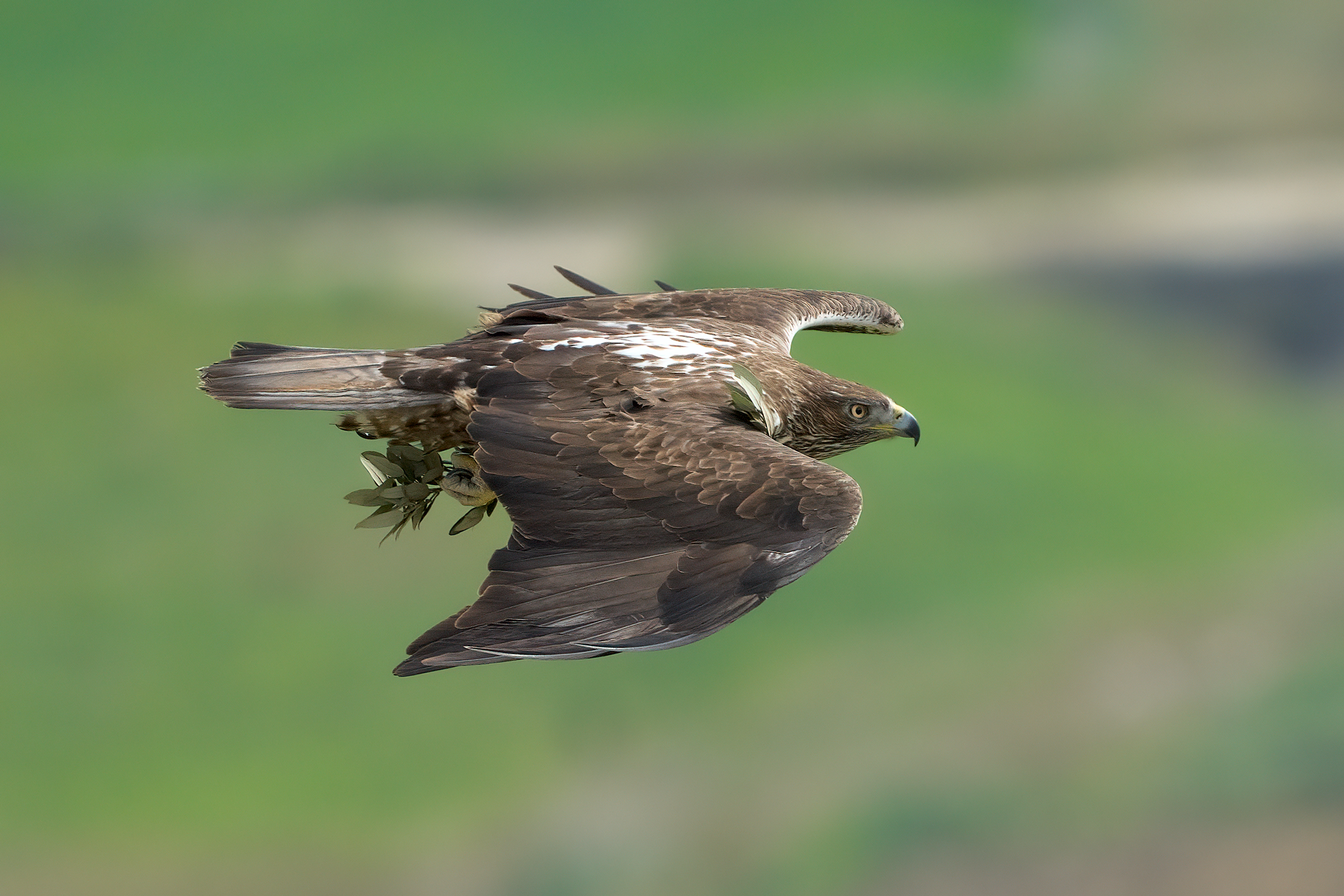 Bonelli's Eagle