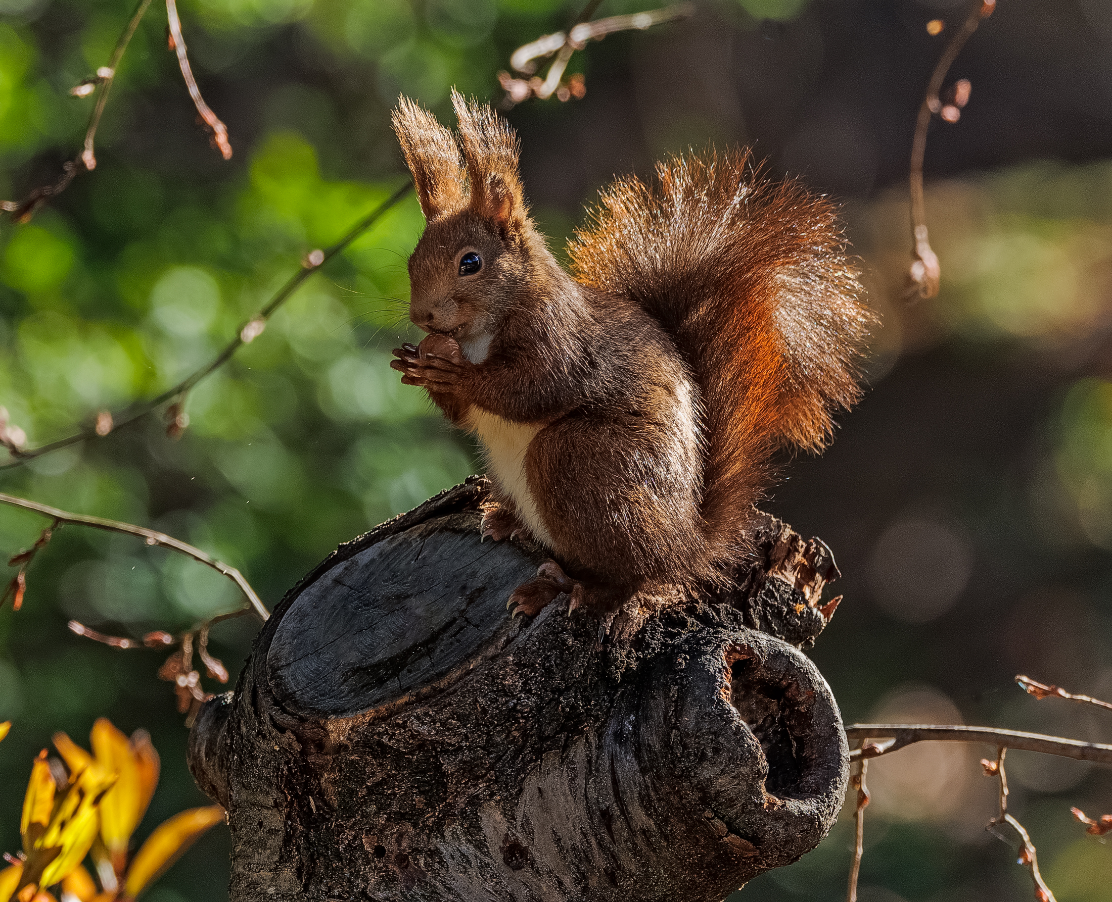 Squirrel3