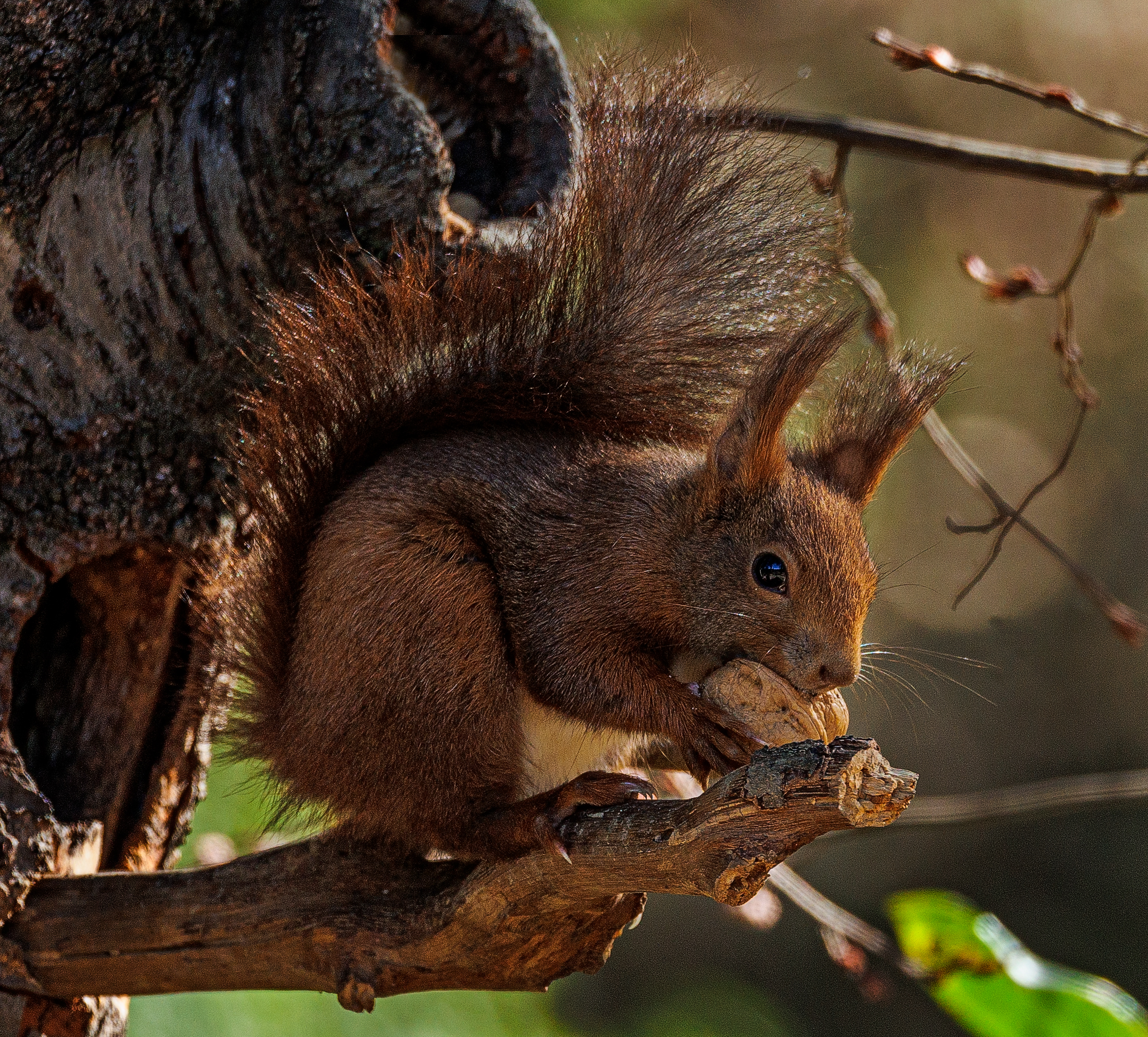 Squirrel4