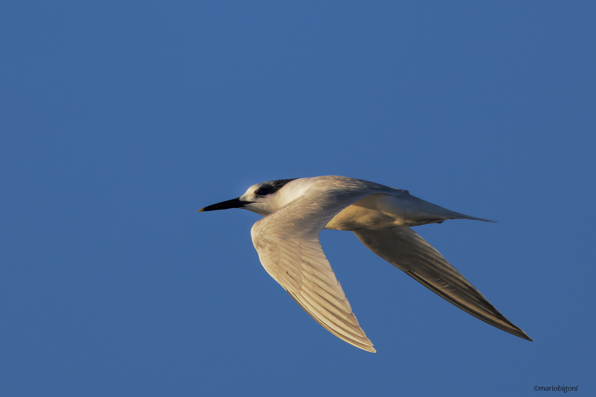 Gull-billed tern