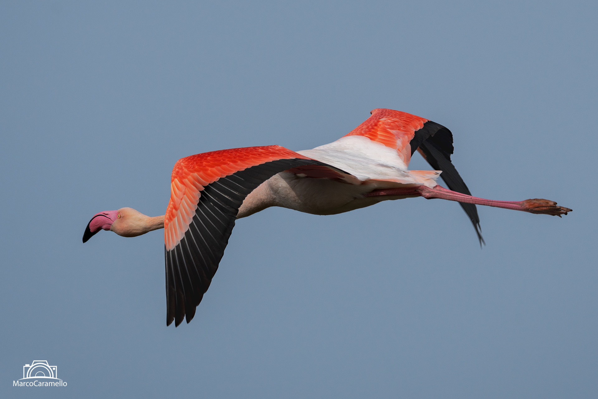 Fenicottero rosa