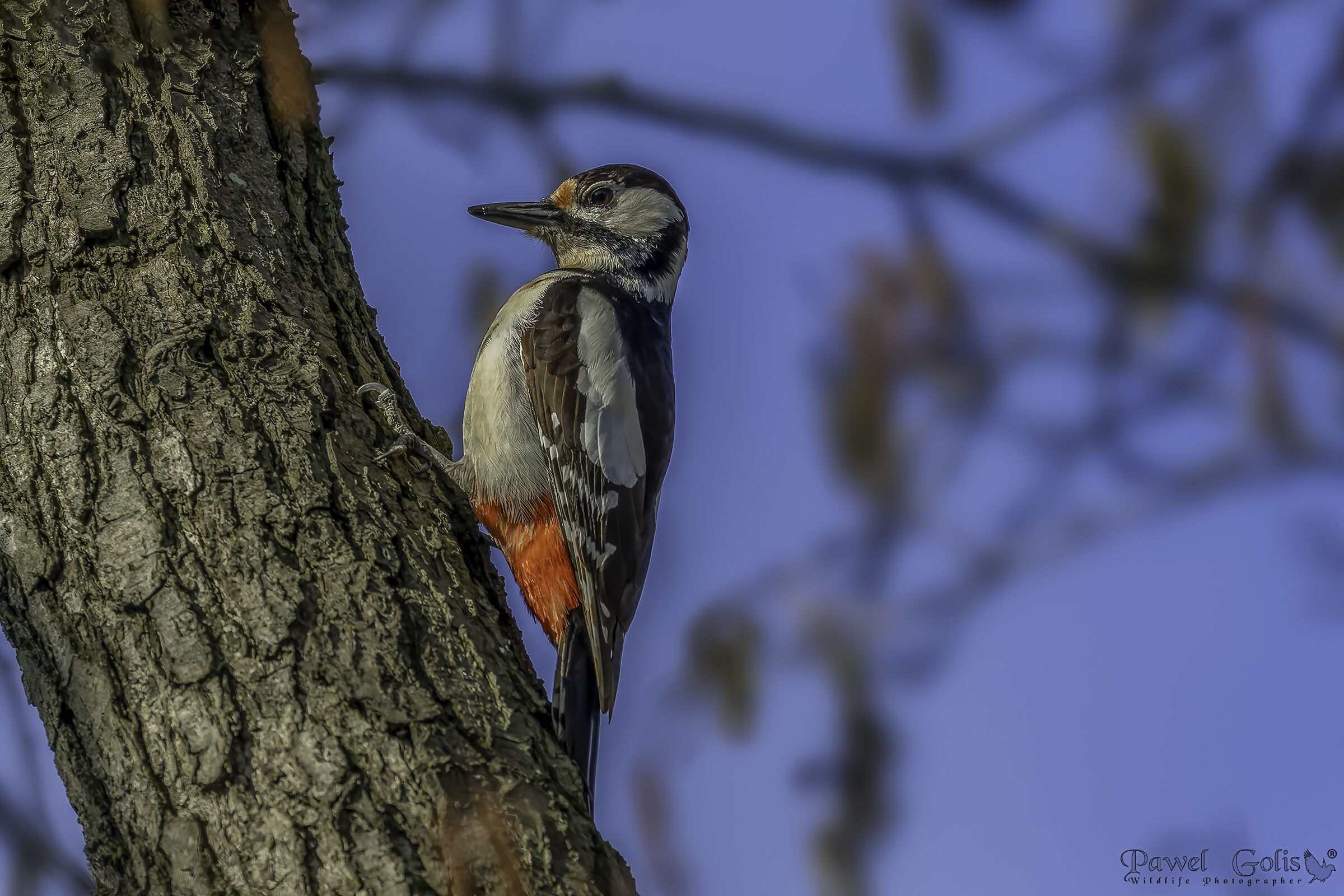 Il picchio rosso maggiore (Dendrocopos major)