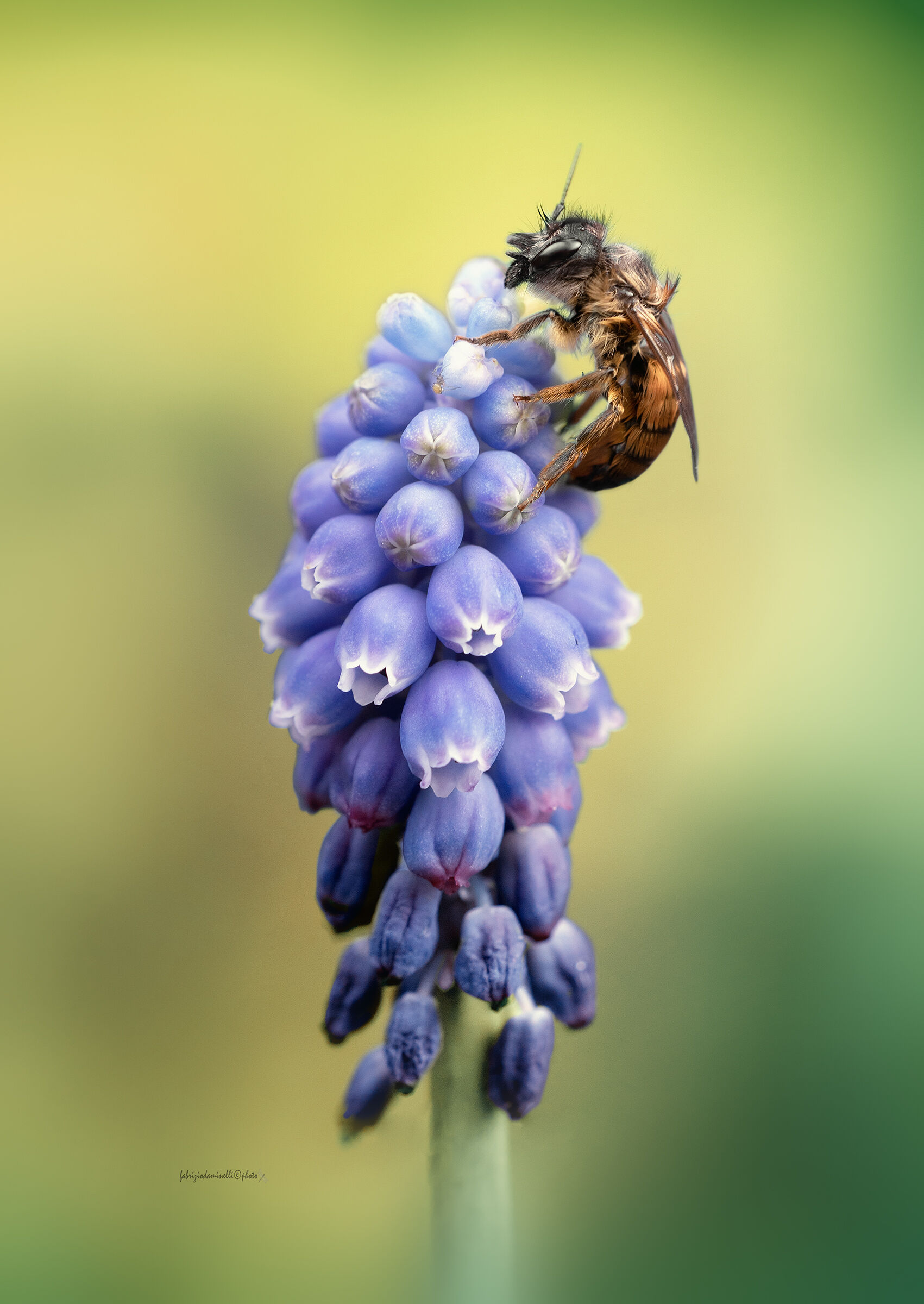 Solitary bee - Osmia rufa - Osmia bicornis