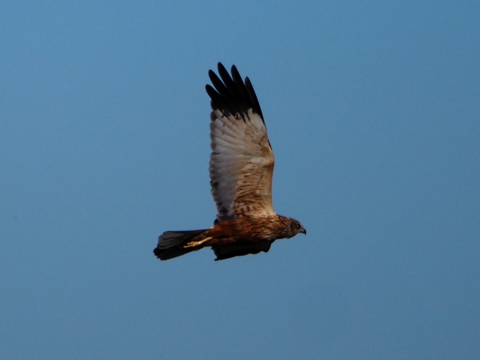 Falco di palude maschio 2.0