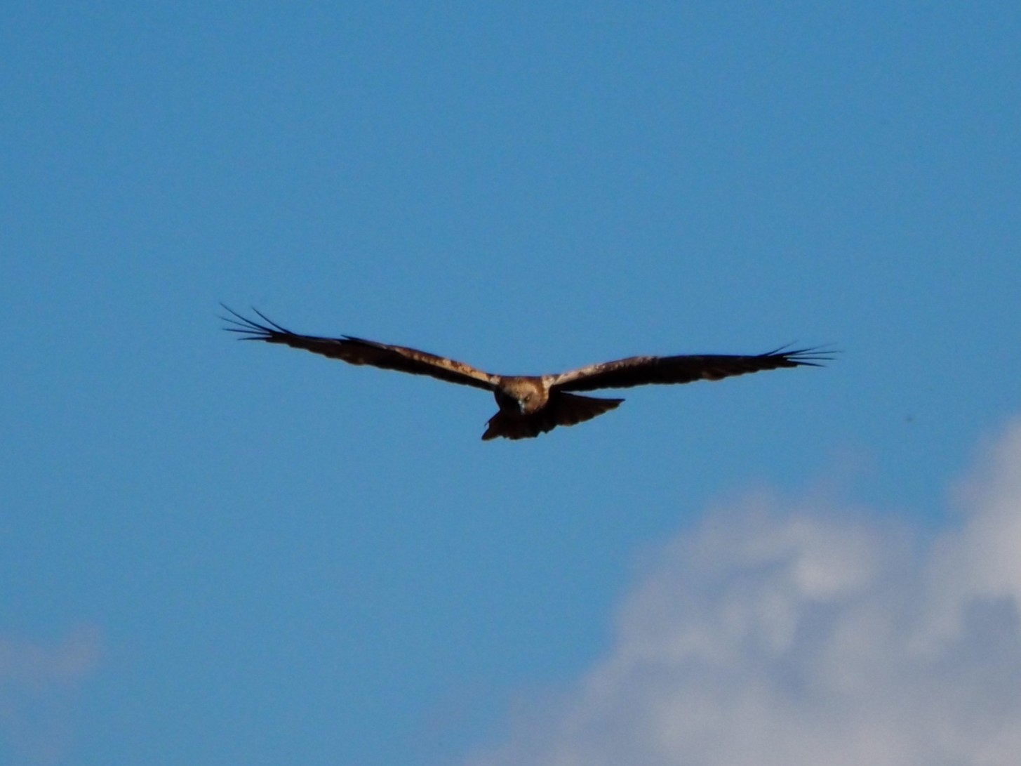 Falco di palude maschio 3.0