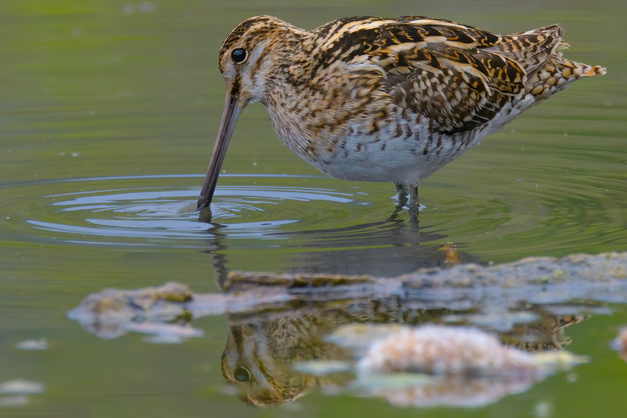 Beccaccino- Lago di porta