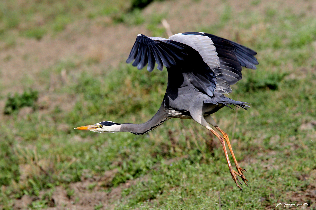Grey Heron