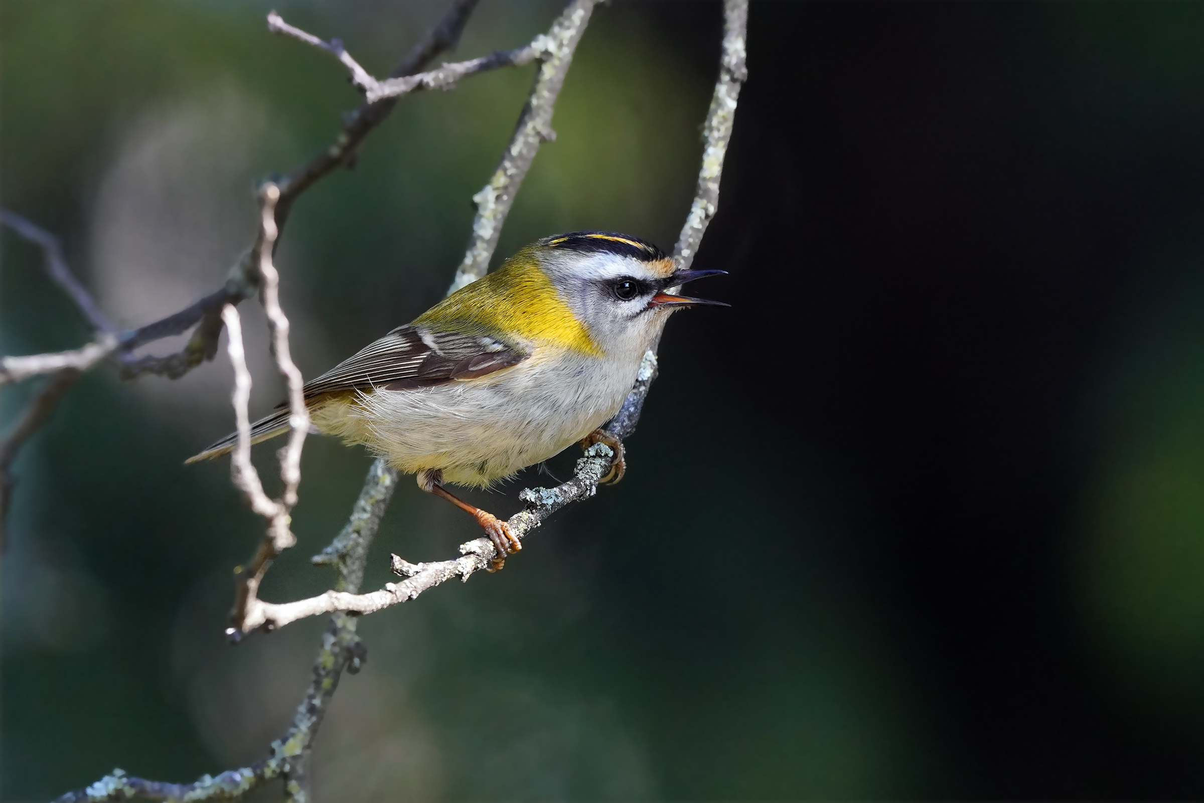 Singing
